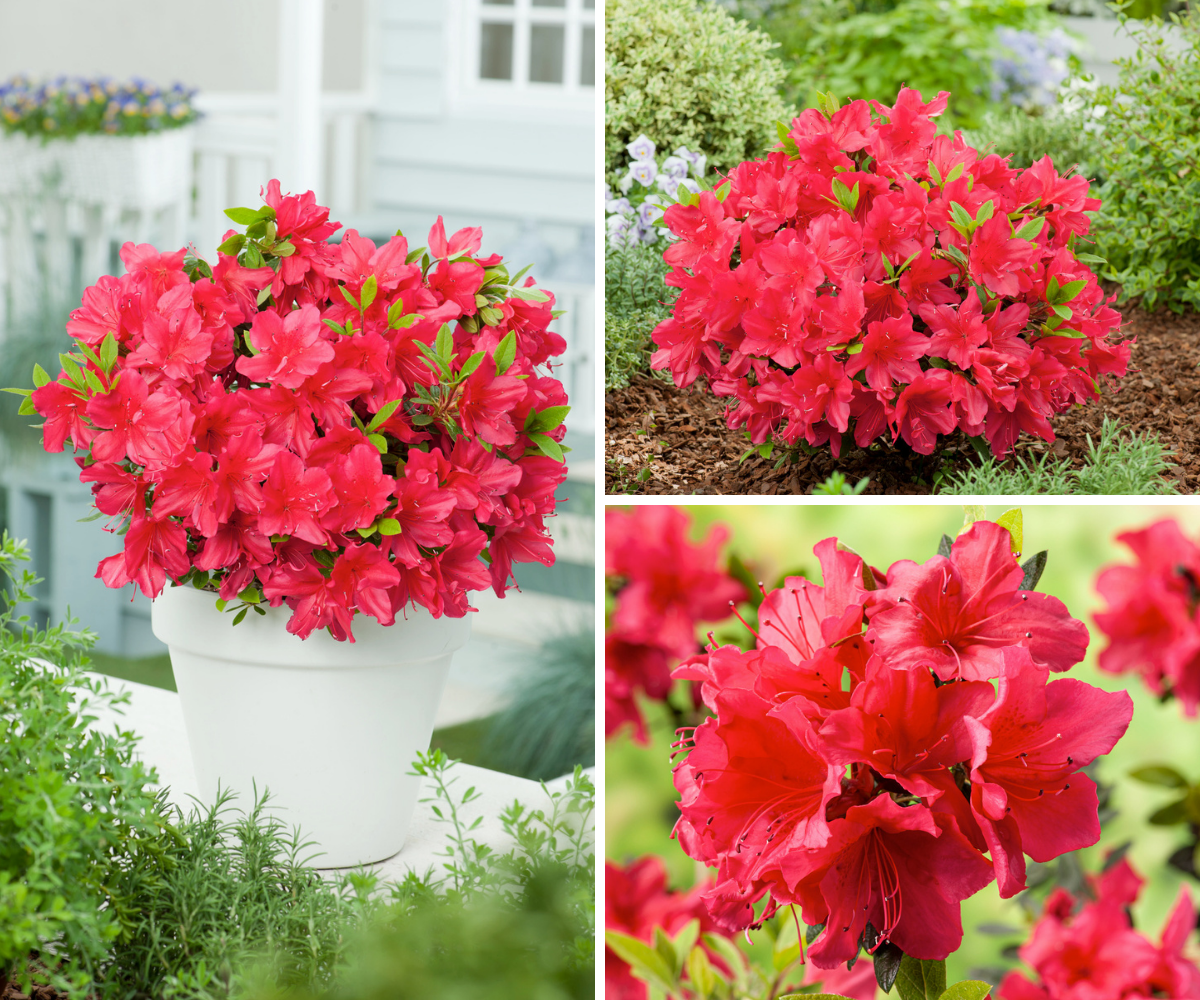 Ensemble de 6 azalées rouges - 20-38 cm