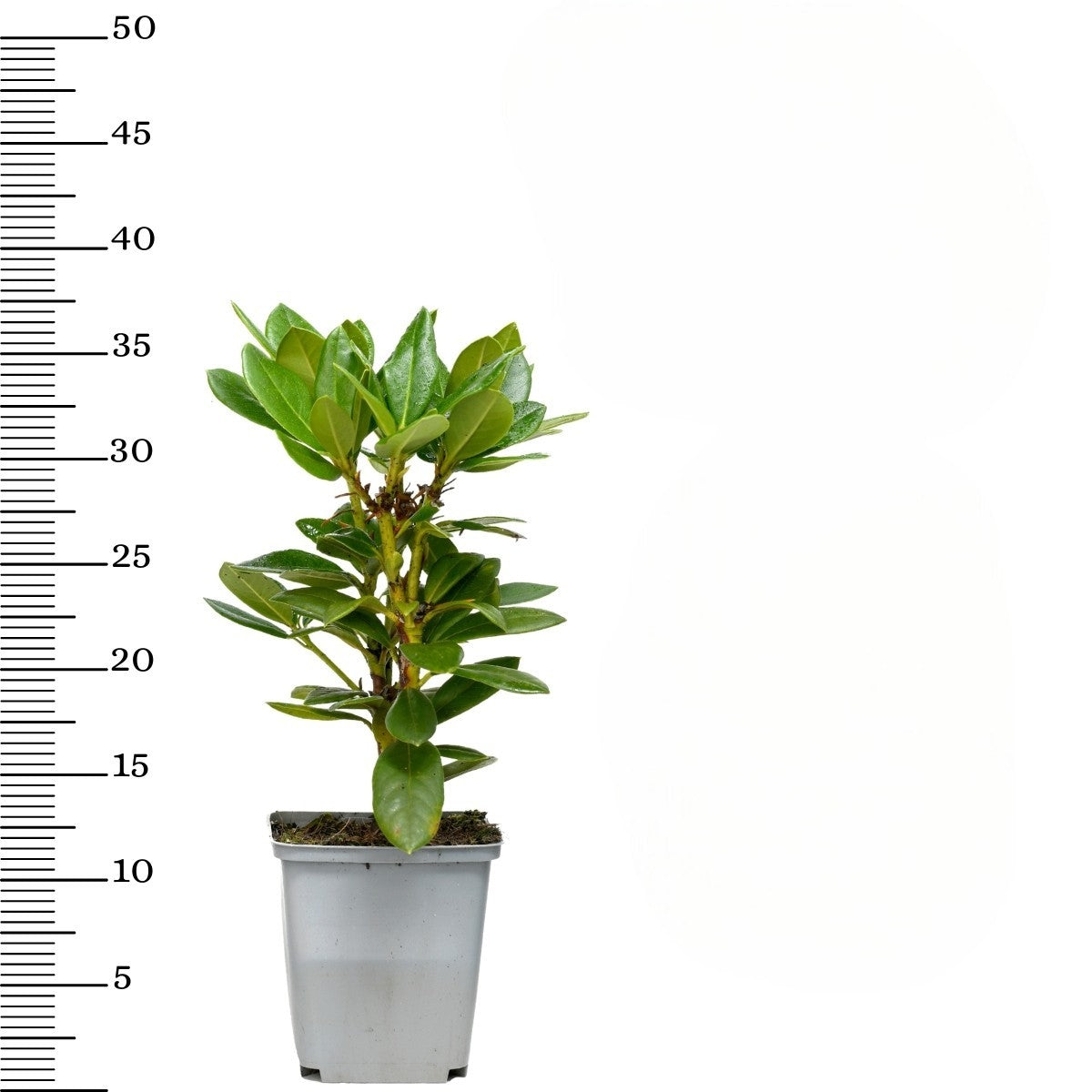 Lot de 3 rhododendrons 'Cunningham'