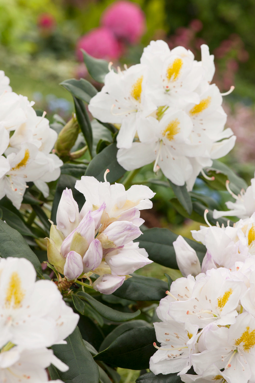 Lot de 3 rhododendrons 'Cunningham'