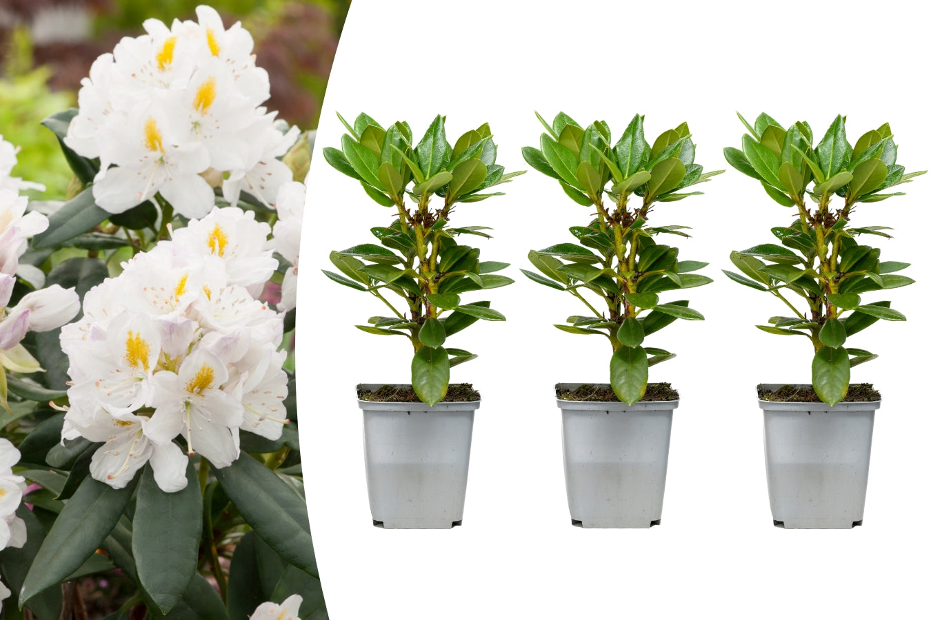 Lot de 3 rhododendrons 'Cunningham'