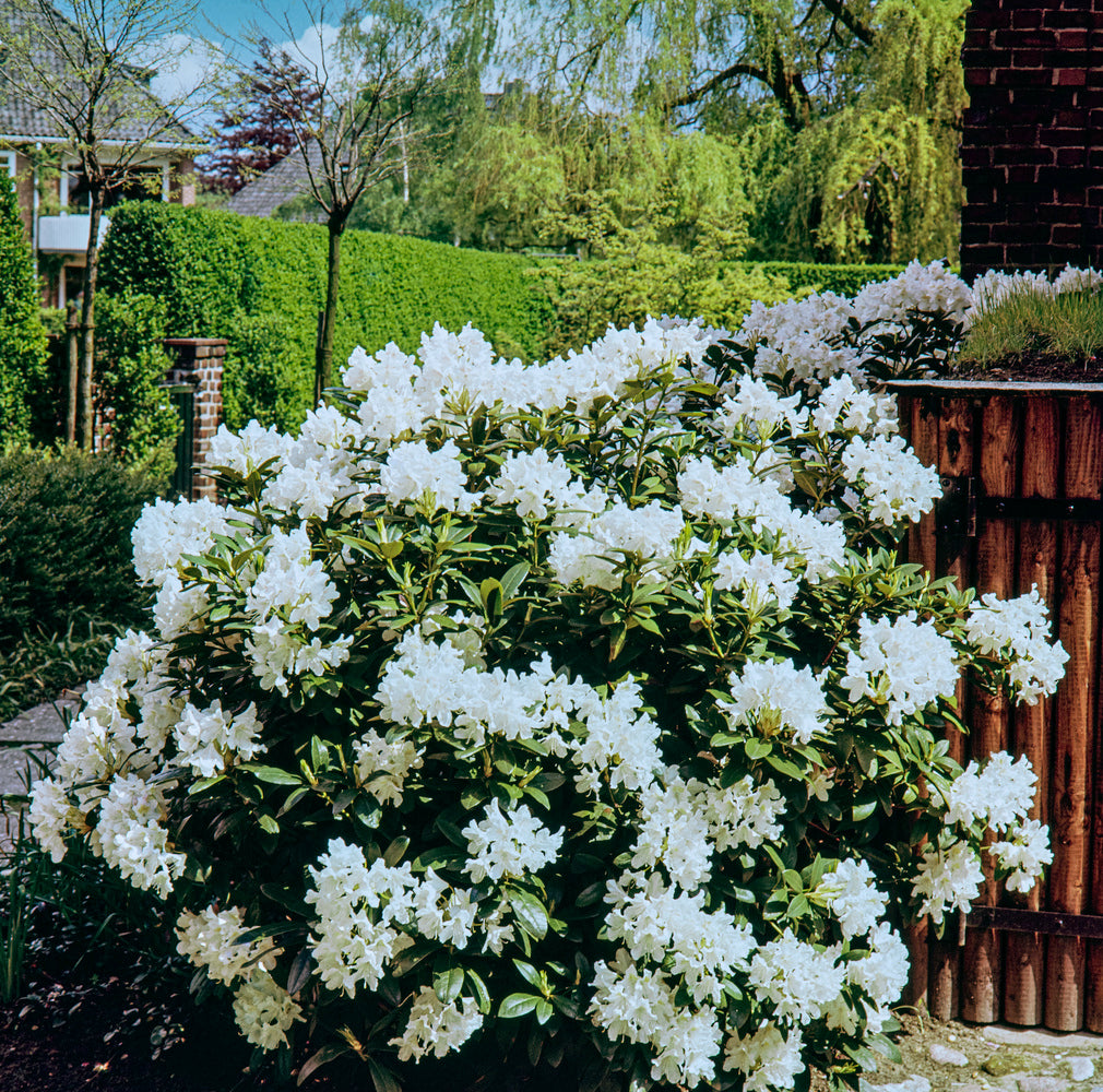 Lot de 6 rhododendrons Cunningham's White - Fleurs blanches 20-38 cm