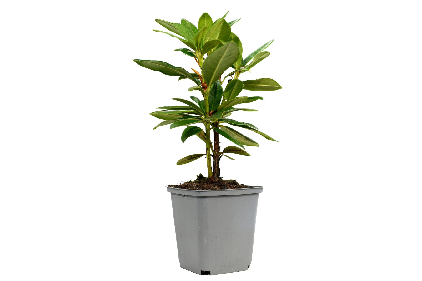 Lot de 6 rhododendrons (Roseum Elegans) - Fleurs roses 20-38 cm