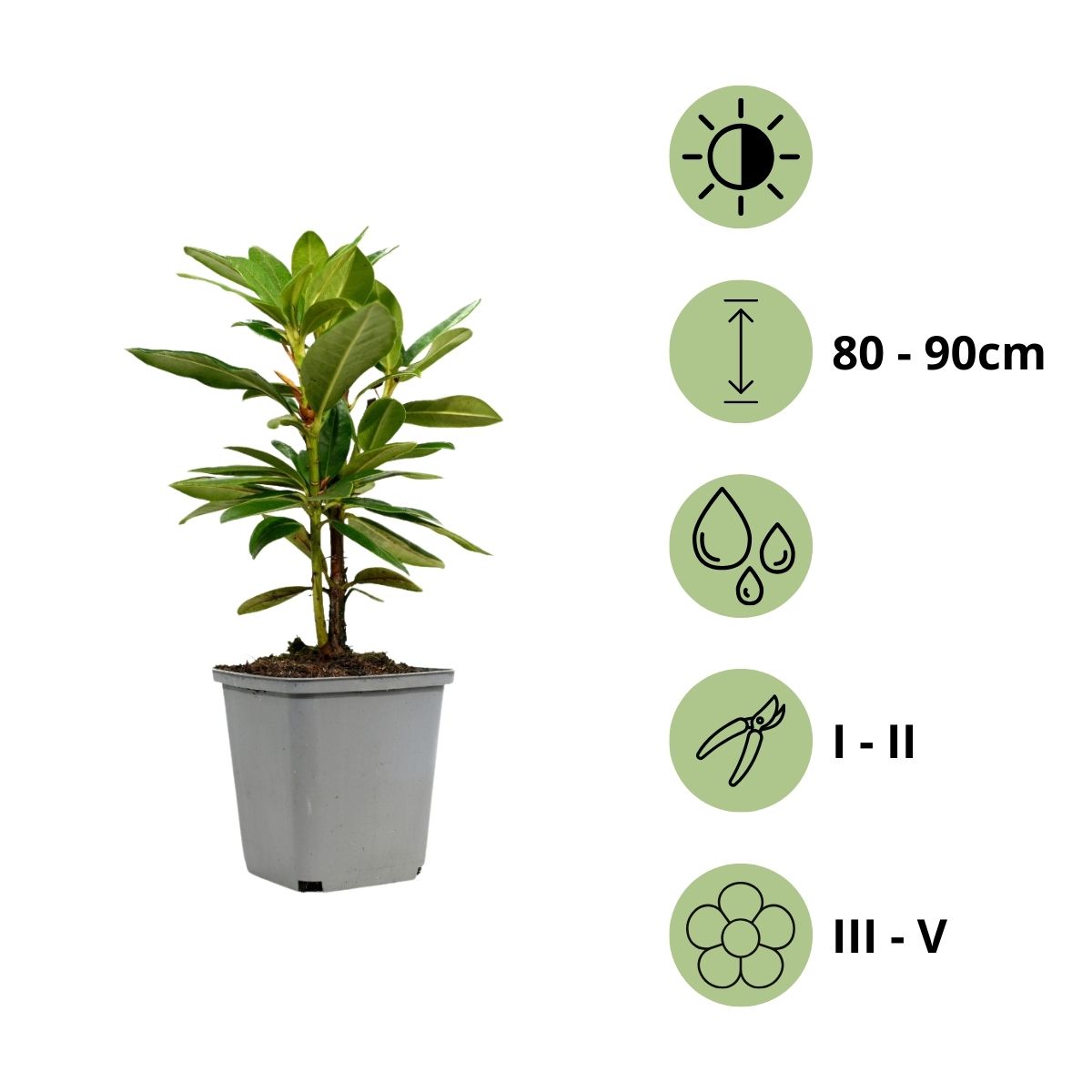Lot de 3 rhododendrons rouges - 'Nova Zembla'