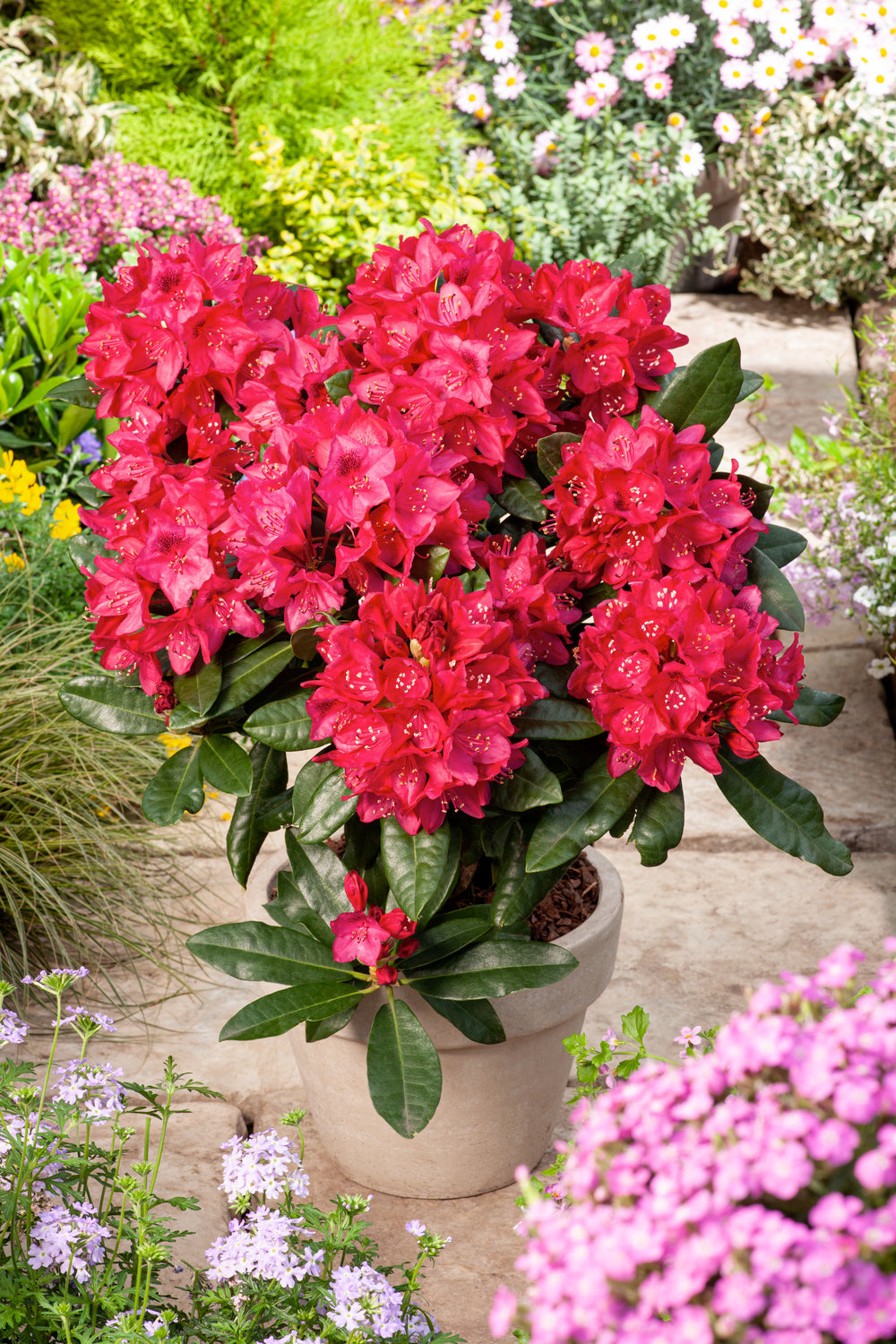 Lot de 3 rhododendrons rouges - 'Nova Zembla'