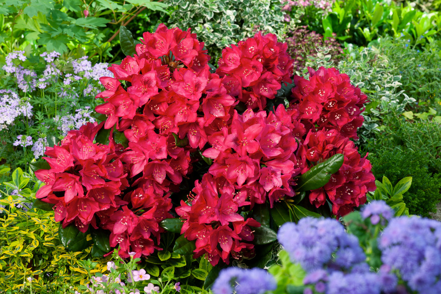 Lot de 3 rhododendrons rouges - 'Nova Zembla'