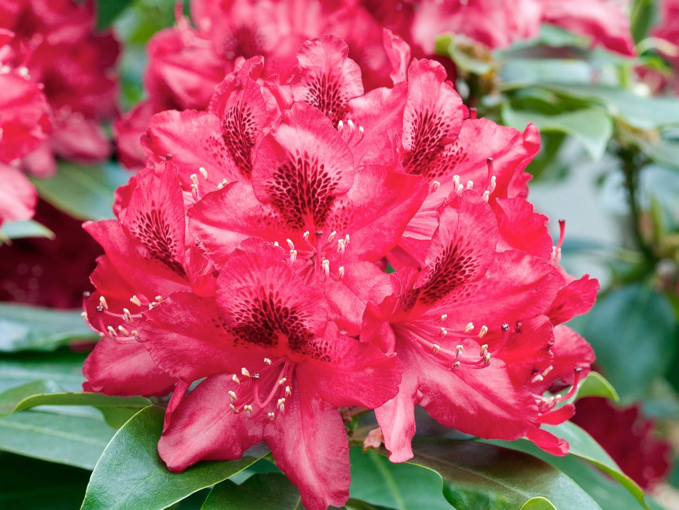 Lot de 3 rhododendrons rouges - 'Nova Zembla'