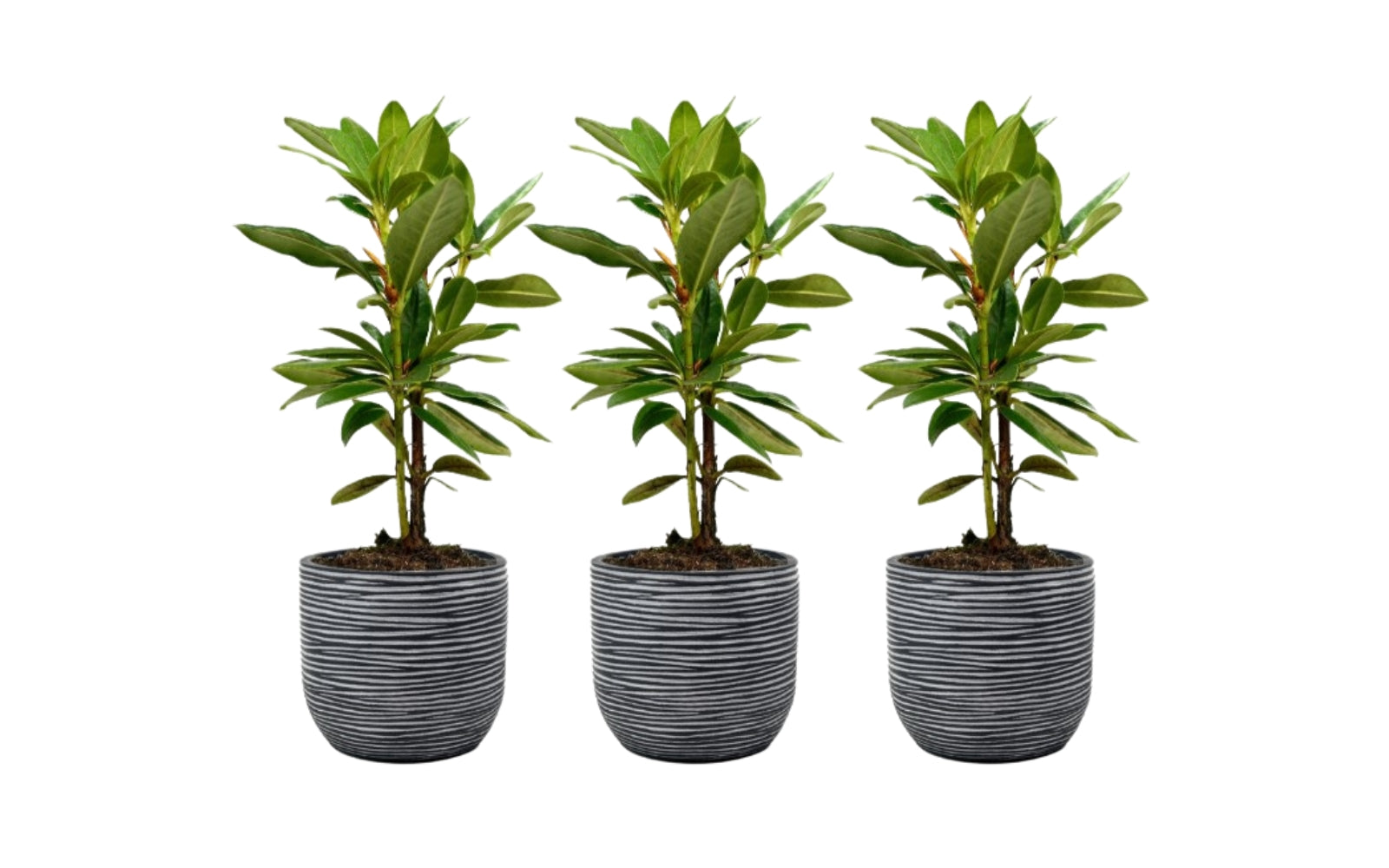 Lot de 3 rhododendrons rouges - 'Nova Zembla'