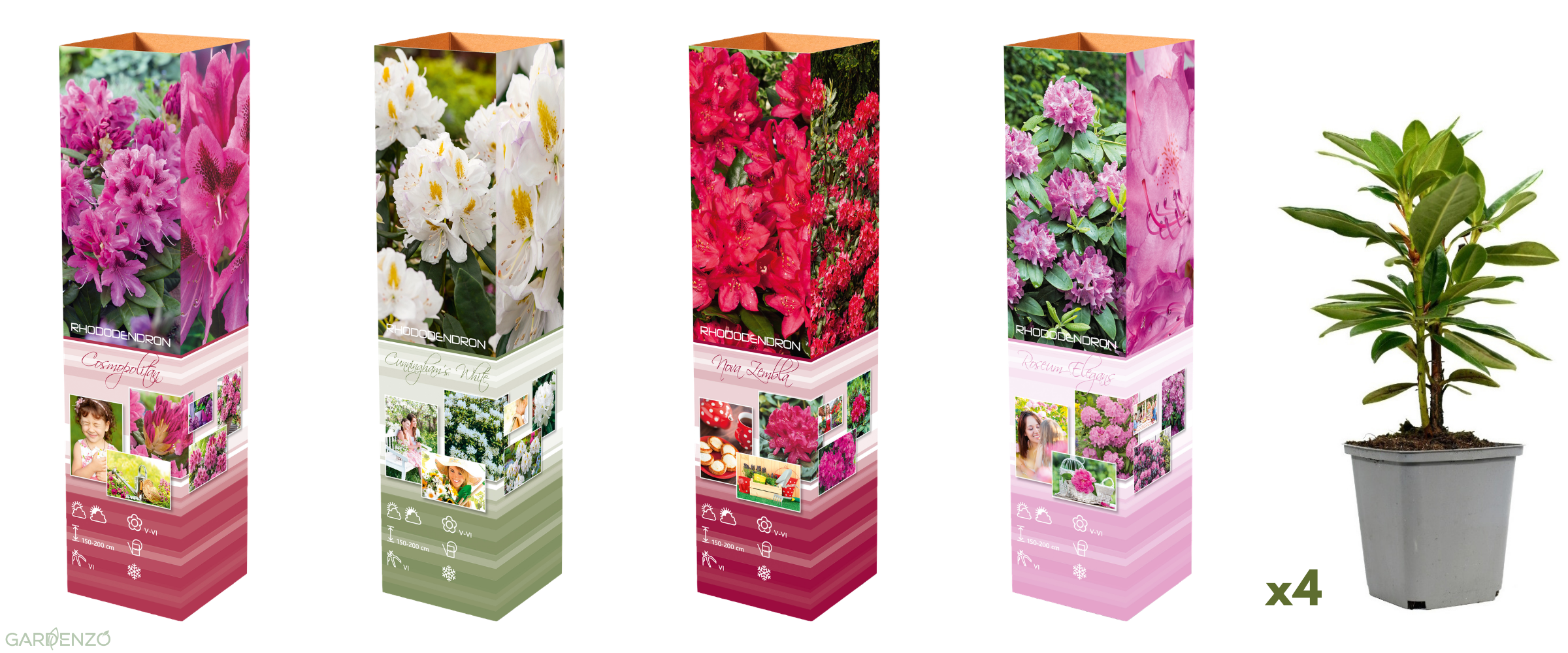 Lot de 4 rhododendrons - 1 blanc, 1 rose, 1 rouge, 1 violet 20-38 cm