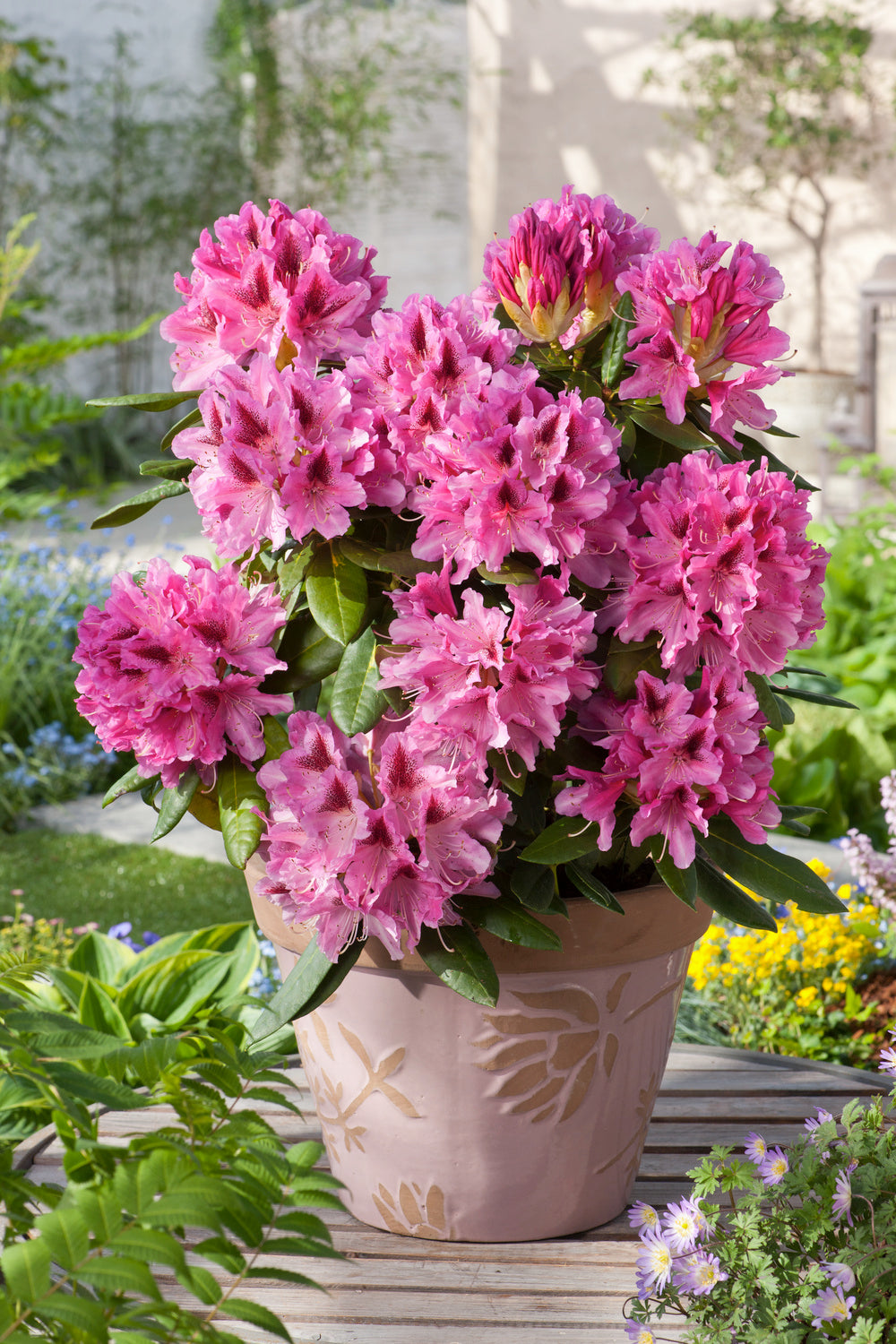 Lot de 4 rhododendrons - 1 blanc, 1 rose, 1 rouge, 1 violet 20-38 cm