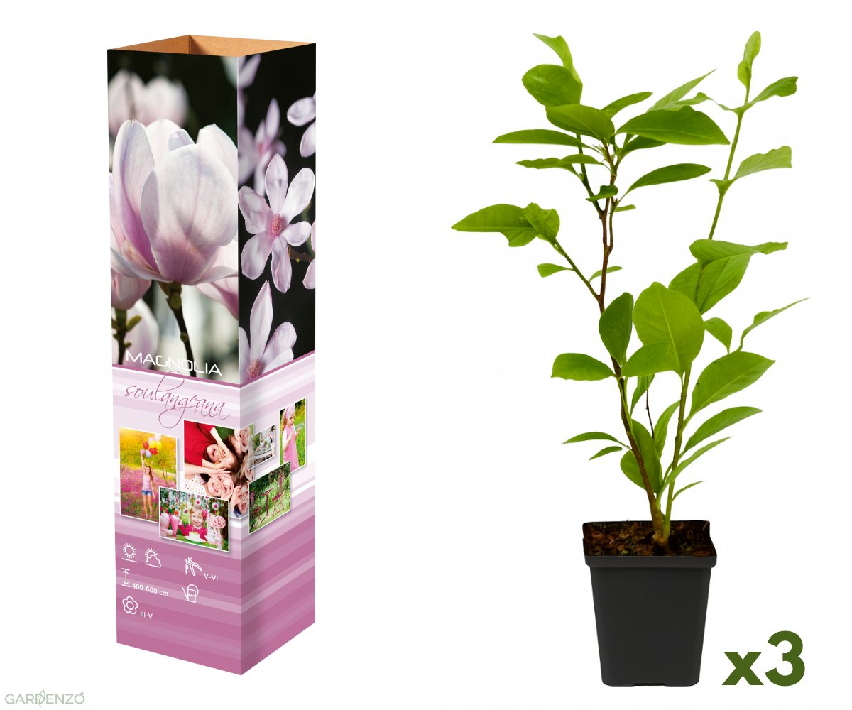 Lot de 3 magnolias Soulangeana - 30-38 cm