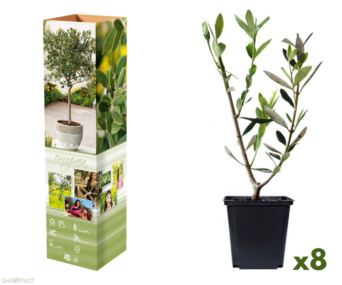Lot de 8 plants d'olivier - 25-38 cm