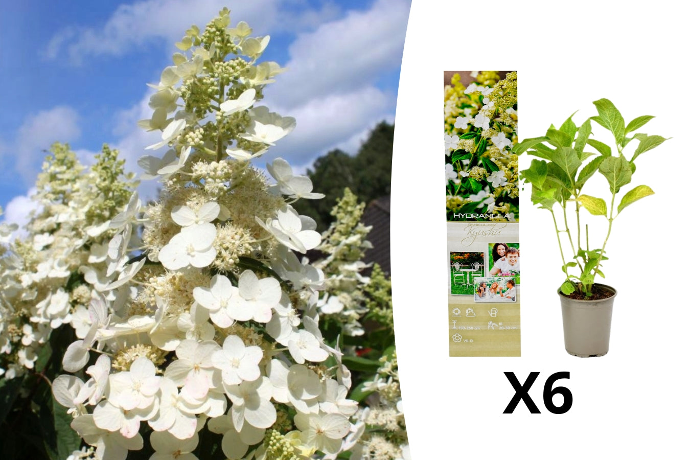Lot de 6 hortensias blancs - Hydrangea arb. 'Annabelle'