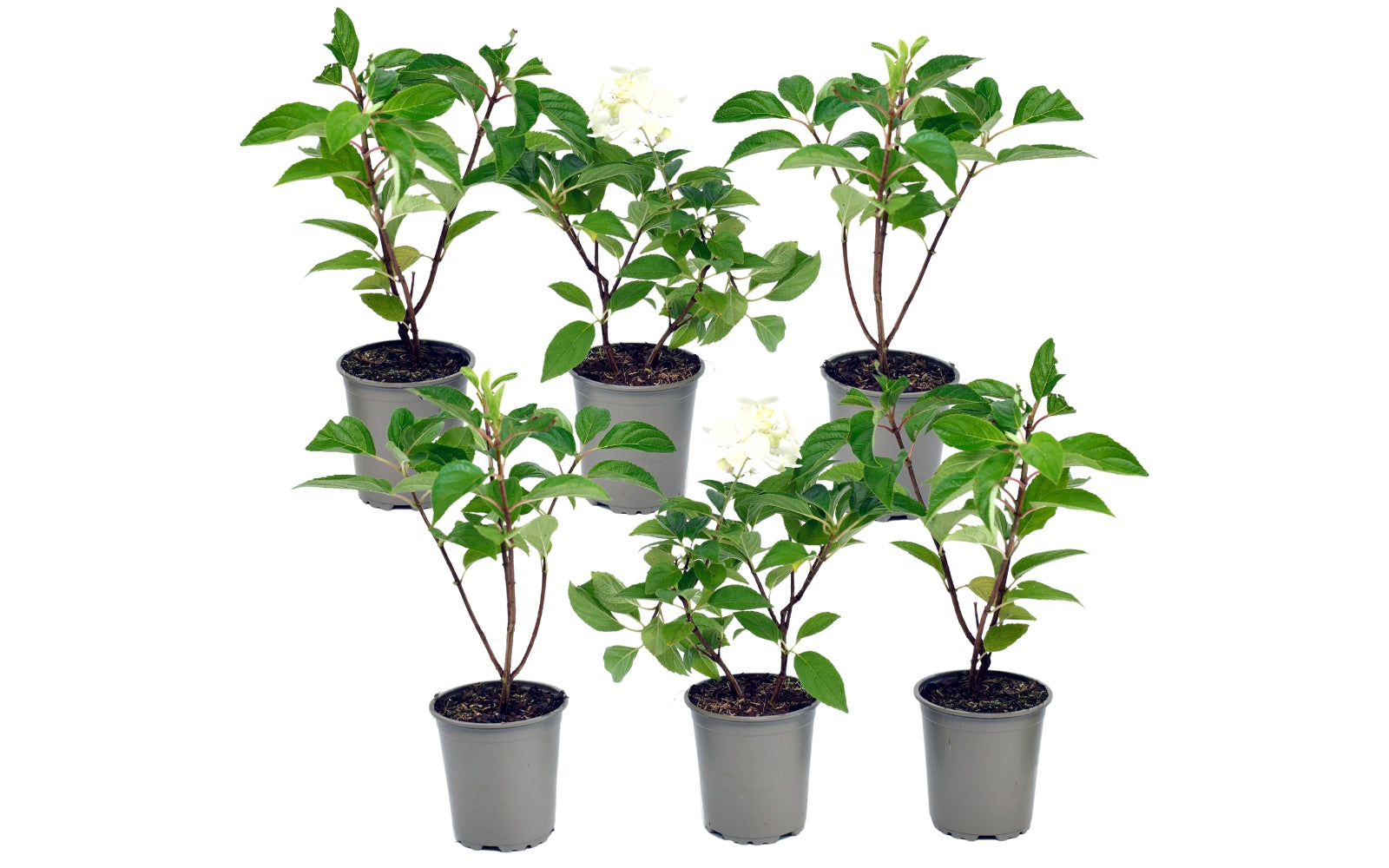 Lot de 6 hortensias paniculés blancs - Hydrangea pan. 'Kyushu'