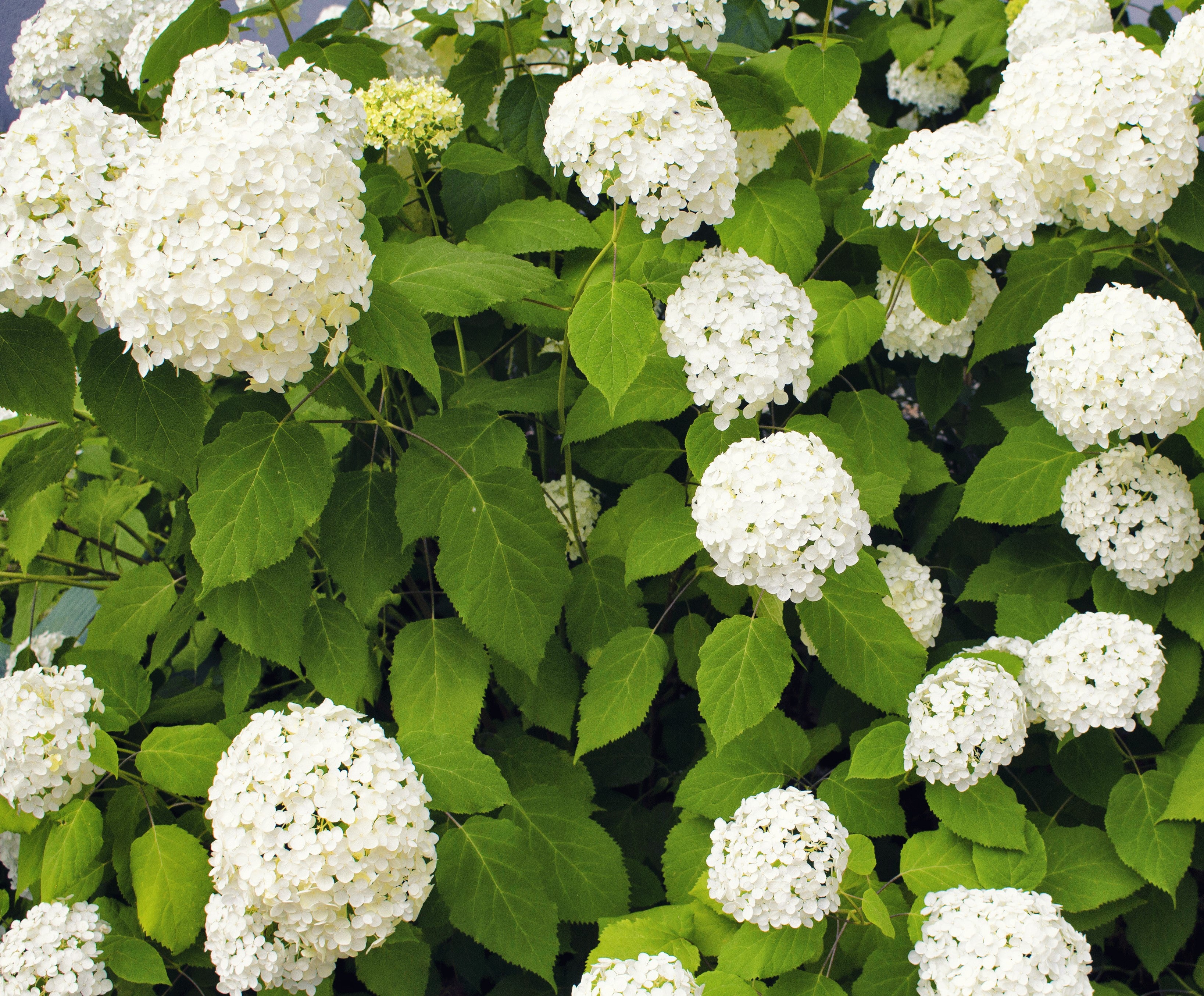 Lot de 3 hortensias blancs - Hydrangea arb. 'Annabelle'