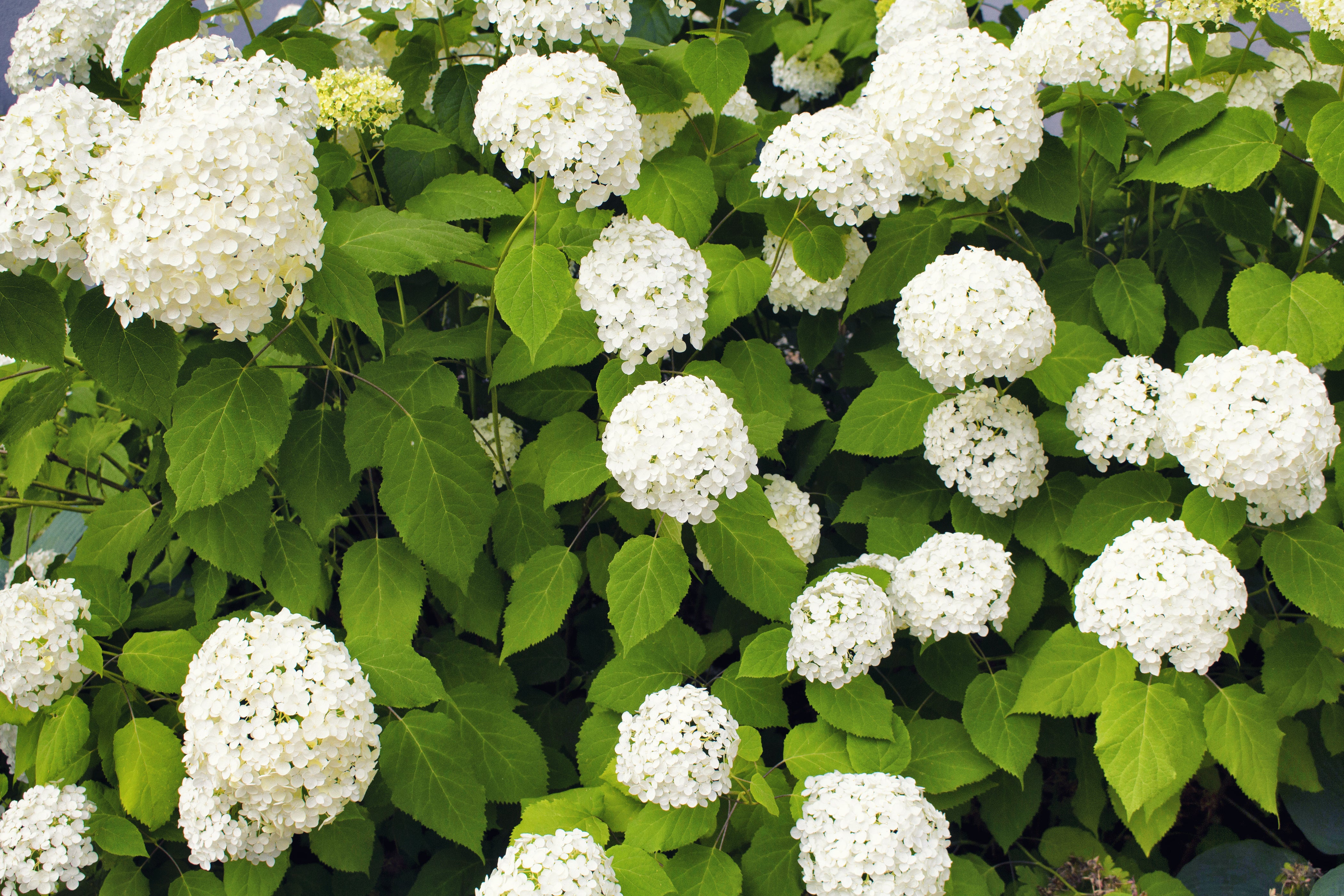 Lot de 3 hortensias blancs - Hydrangea arb. 'Annabelle'