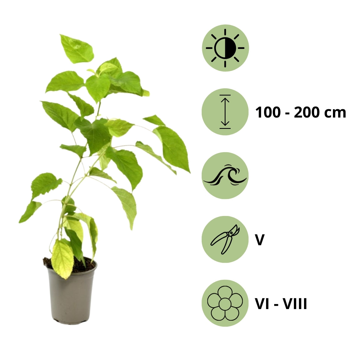 Lot de 6 hortensias blancs - Hydrangea arb. 'Annabelle'