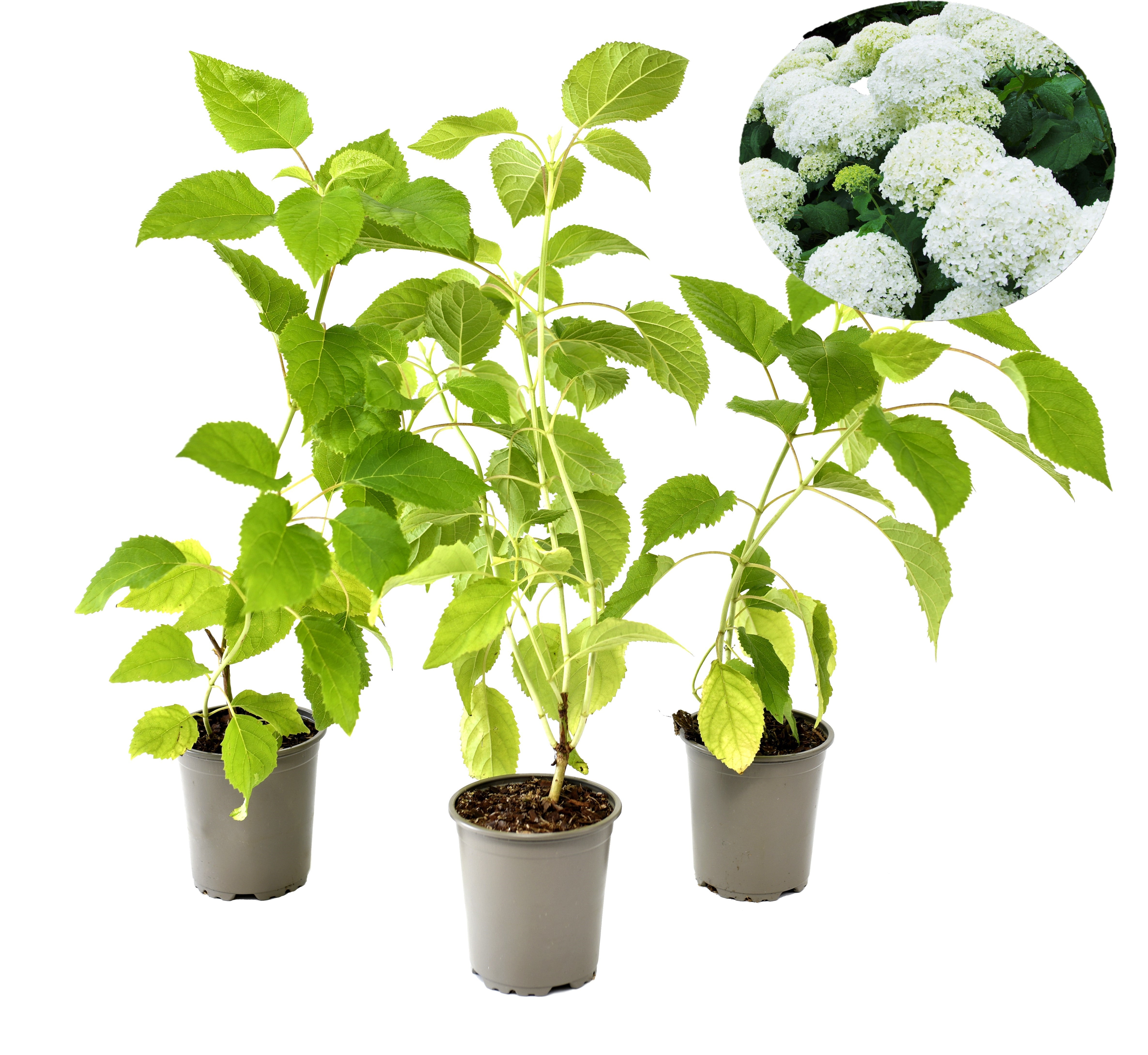 Lot de 3 hortensias blancs - Hydrangea arb. 'Annabelle'