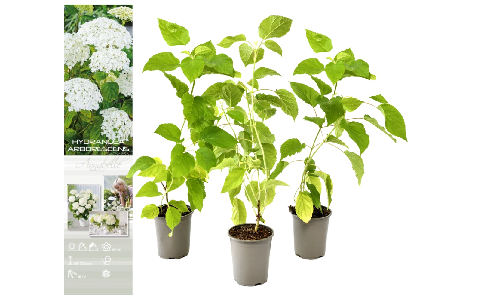 Lot de 3 hortensias blancs - Hydrangea arb. 'Annabelle'