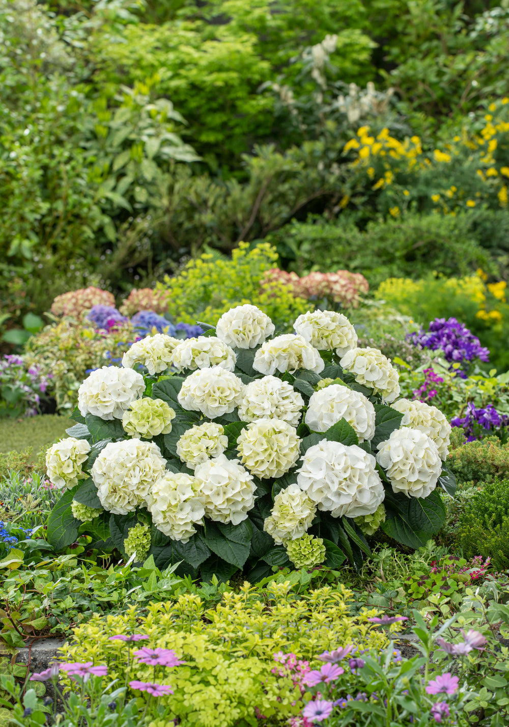 Lot de 3 hortensias blancs - Hydrangea macrophylla