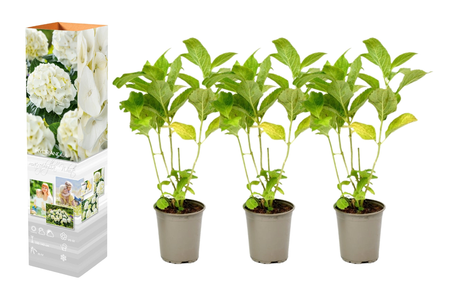 Lot de 3 hortensias blancs - Hydrangea macrophylla
