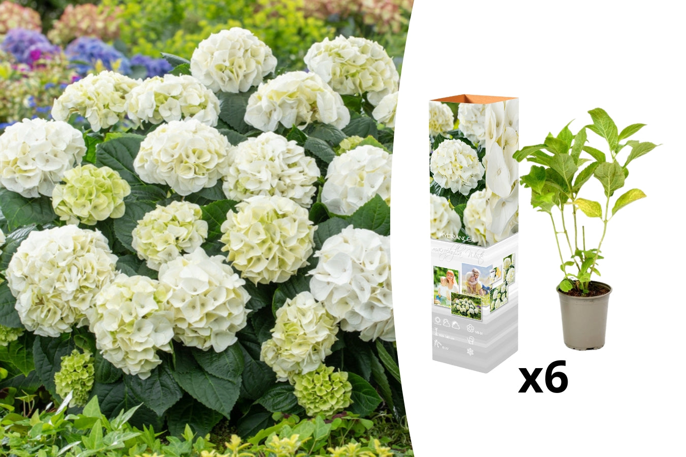 Lot de 6 hortensias blancs - Hydrangea macrophylla