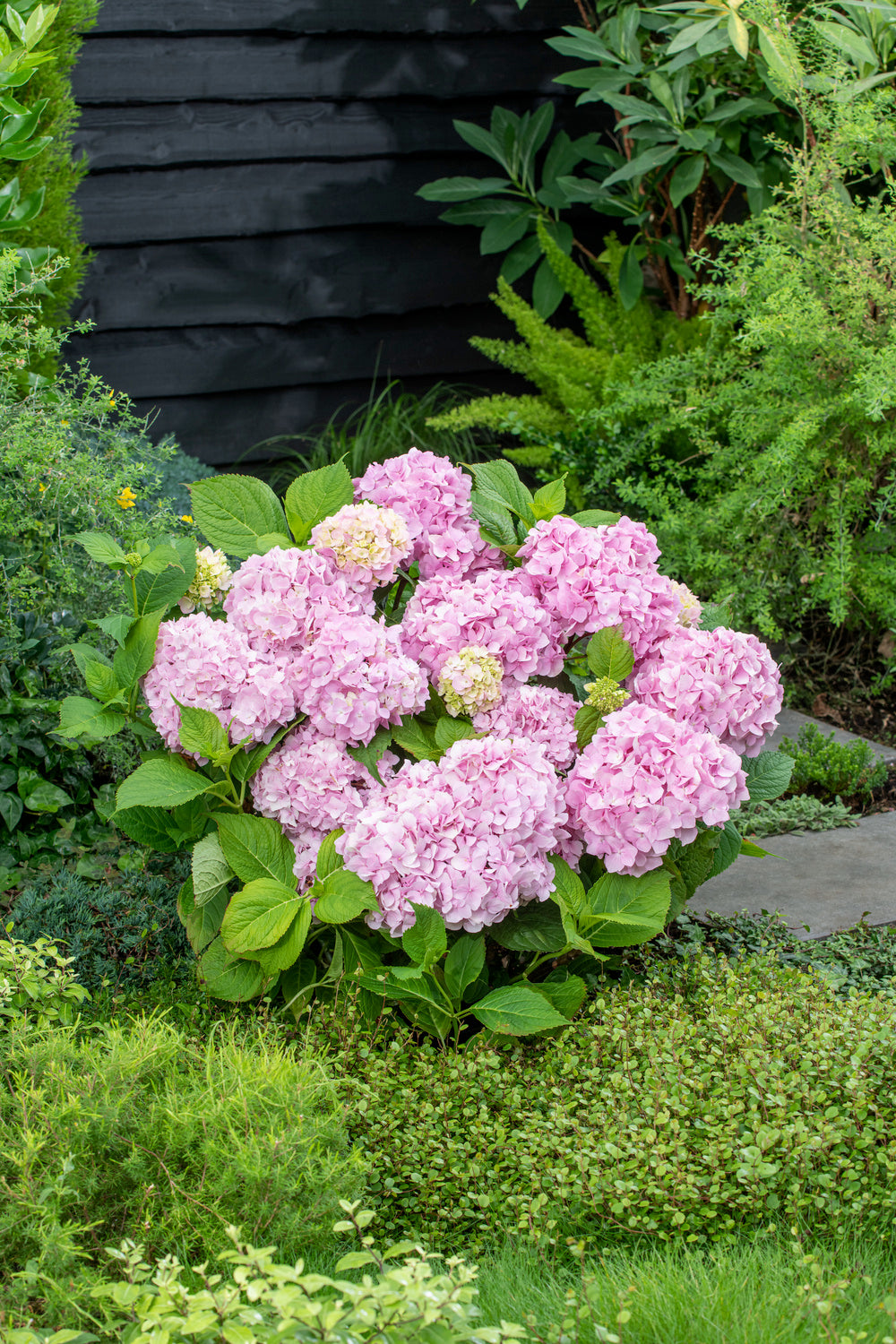 Lot de 6 hortensias roses - Hydrangea macrophylla