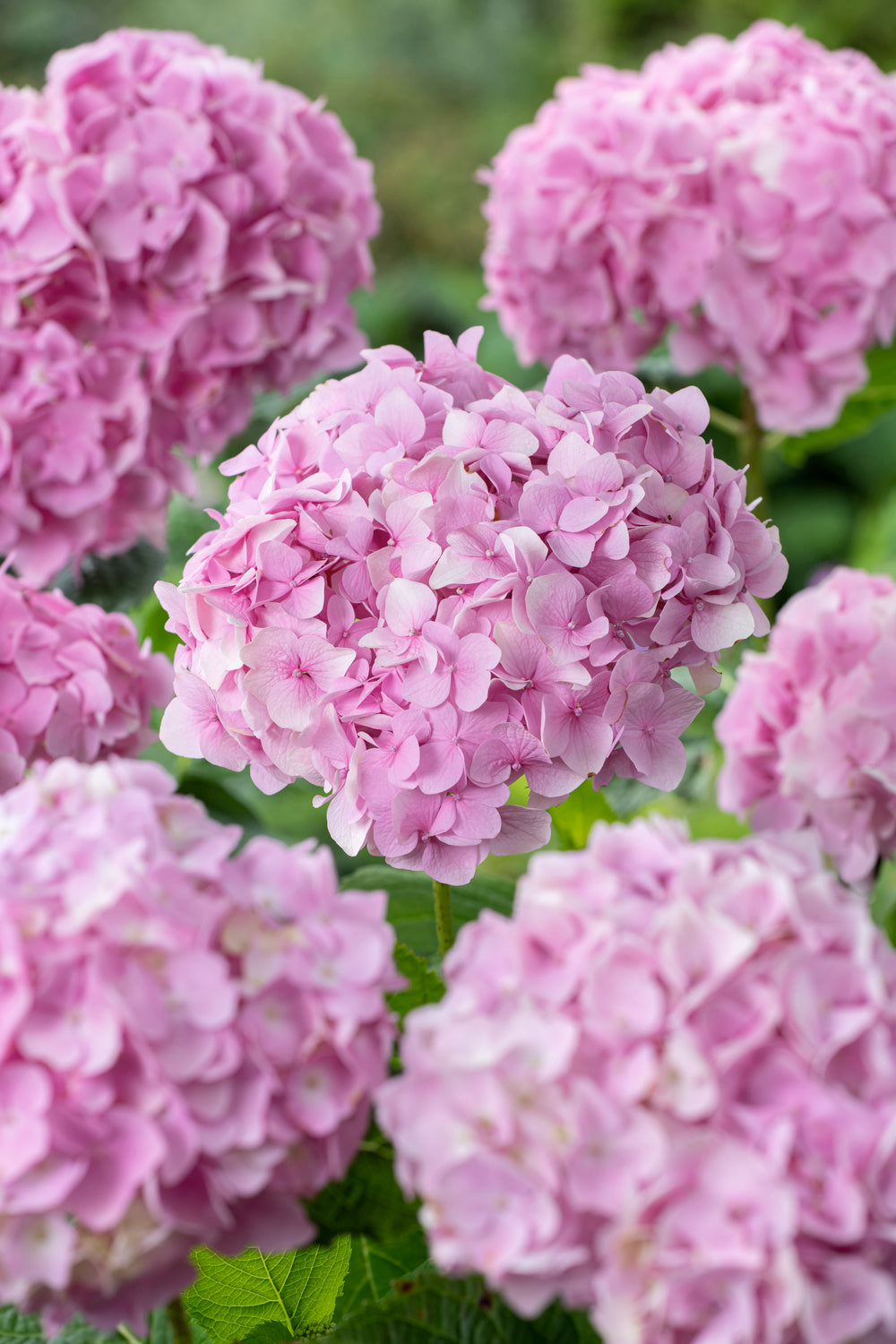 Lot de 6 hortensias roses - Hydrangea macrophylla