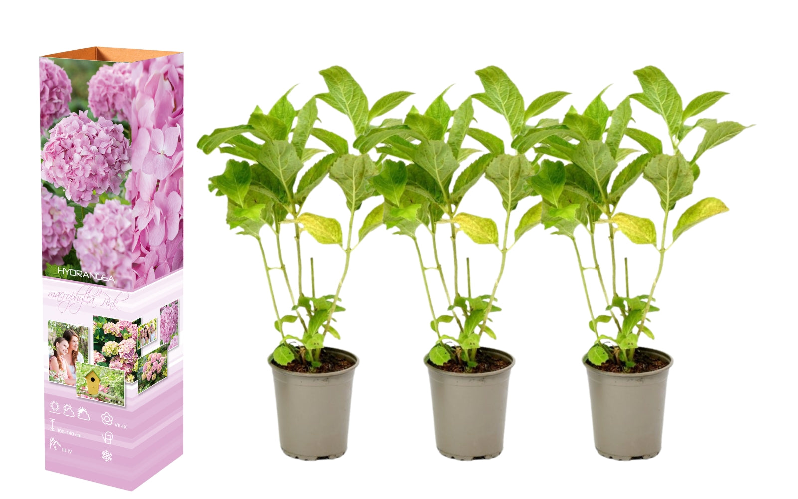 Lot de 3 hortensias roses - Hydrangea macrophylla