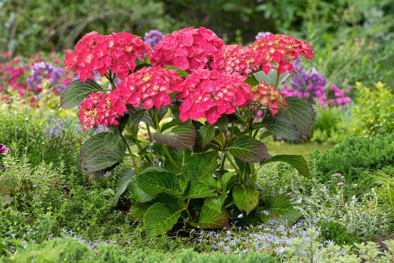 Lot de 3 hortensias rouges - Hydrangea macrophylla