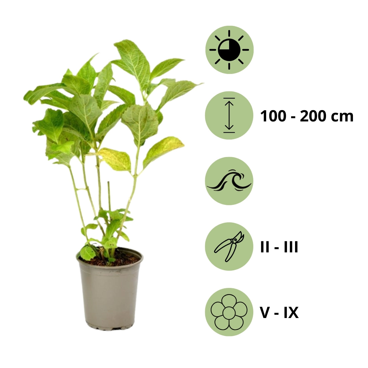 Lot de 6 hortensias roues - Hydrangea macrophylla