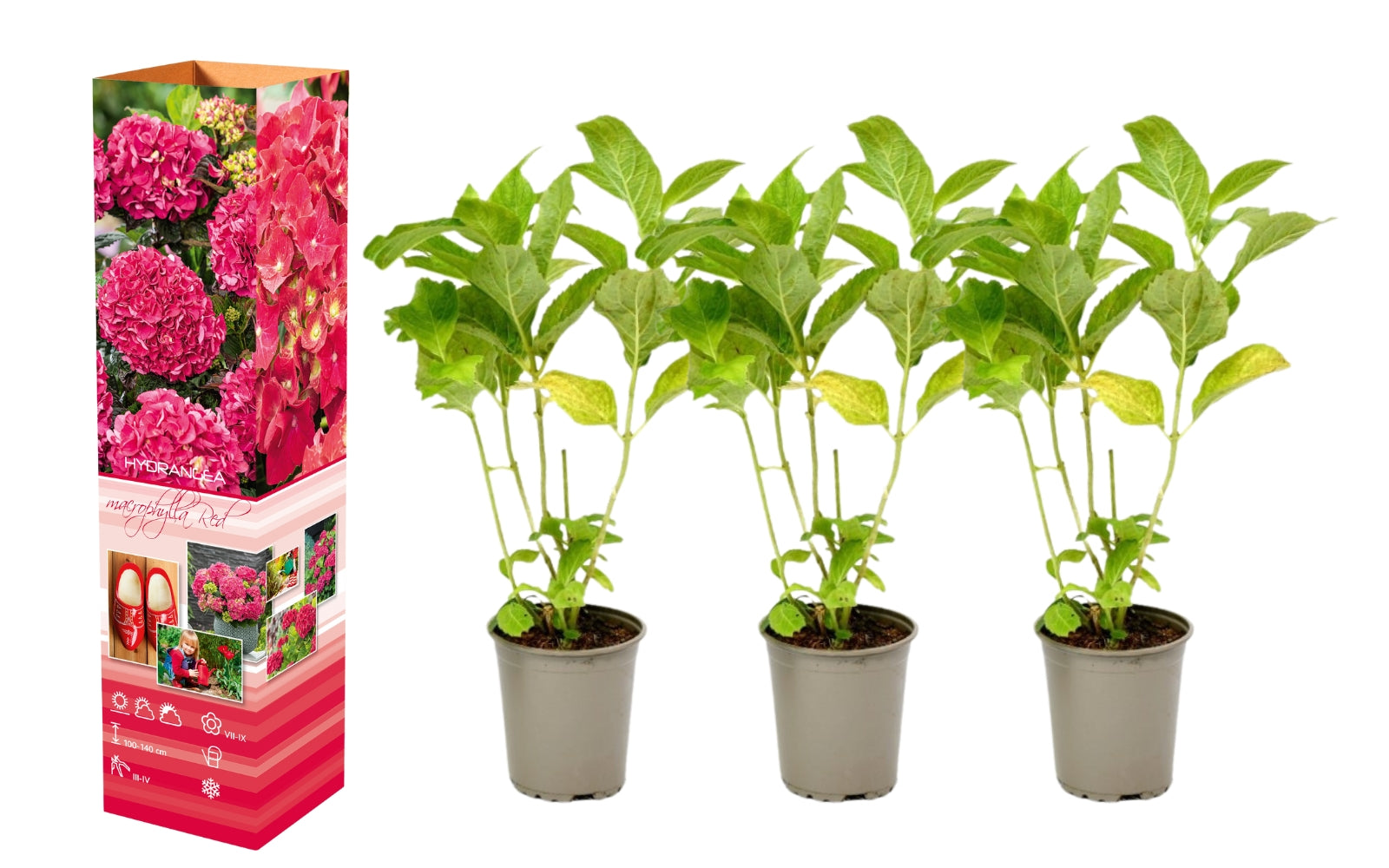 Lot de 3 hortensias rouges - Hydrangea macrophylla