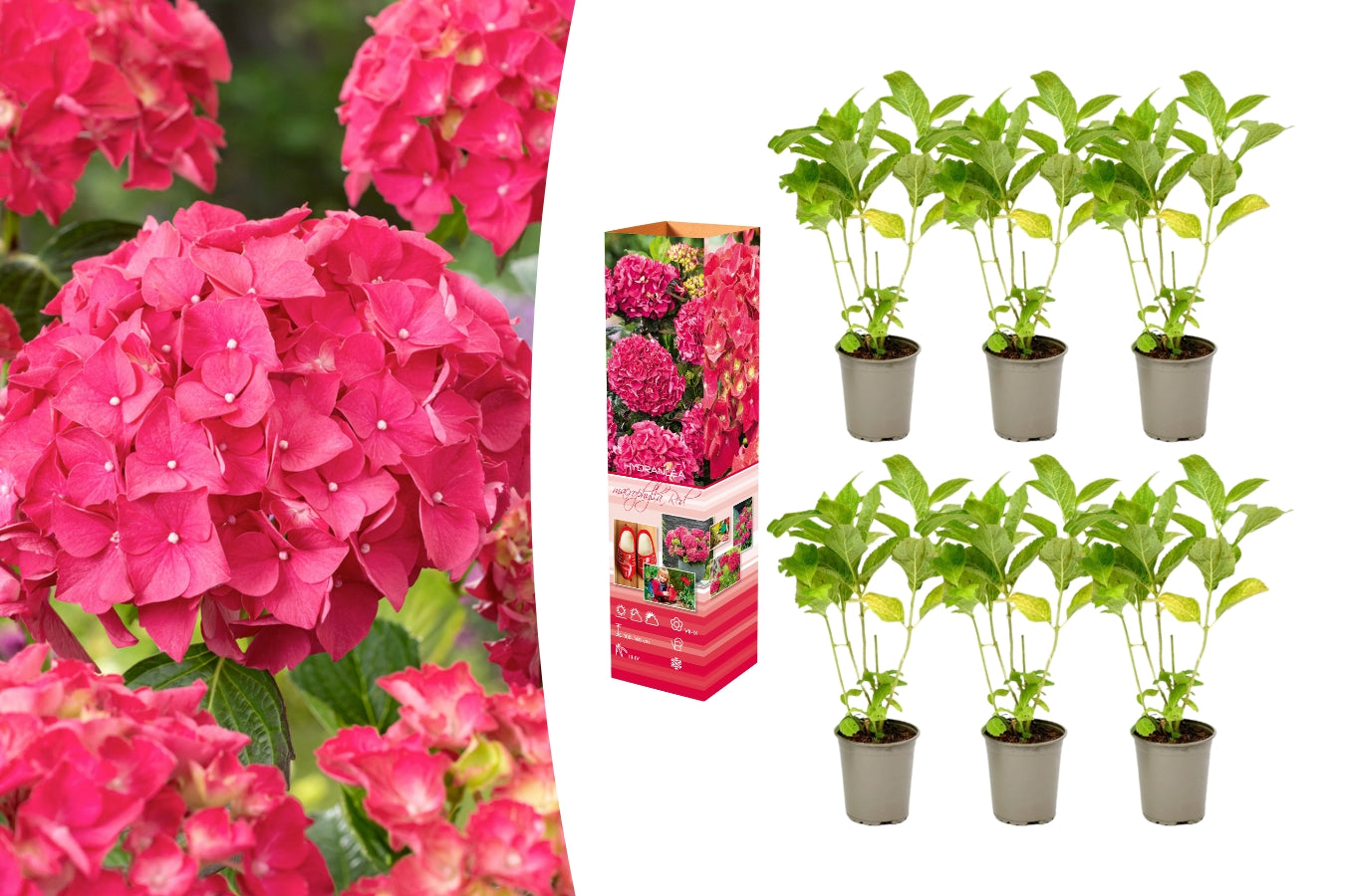 Lot de 6 hortensias rouges - Hydrangea macrophylla