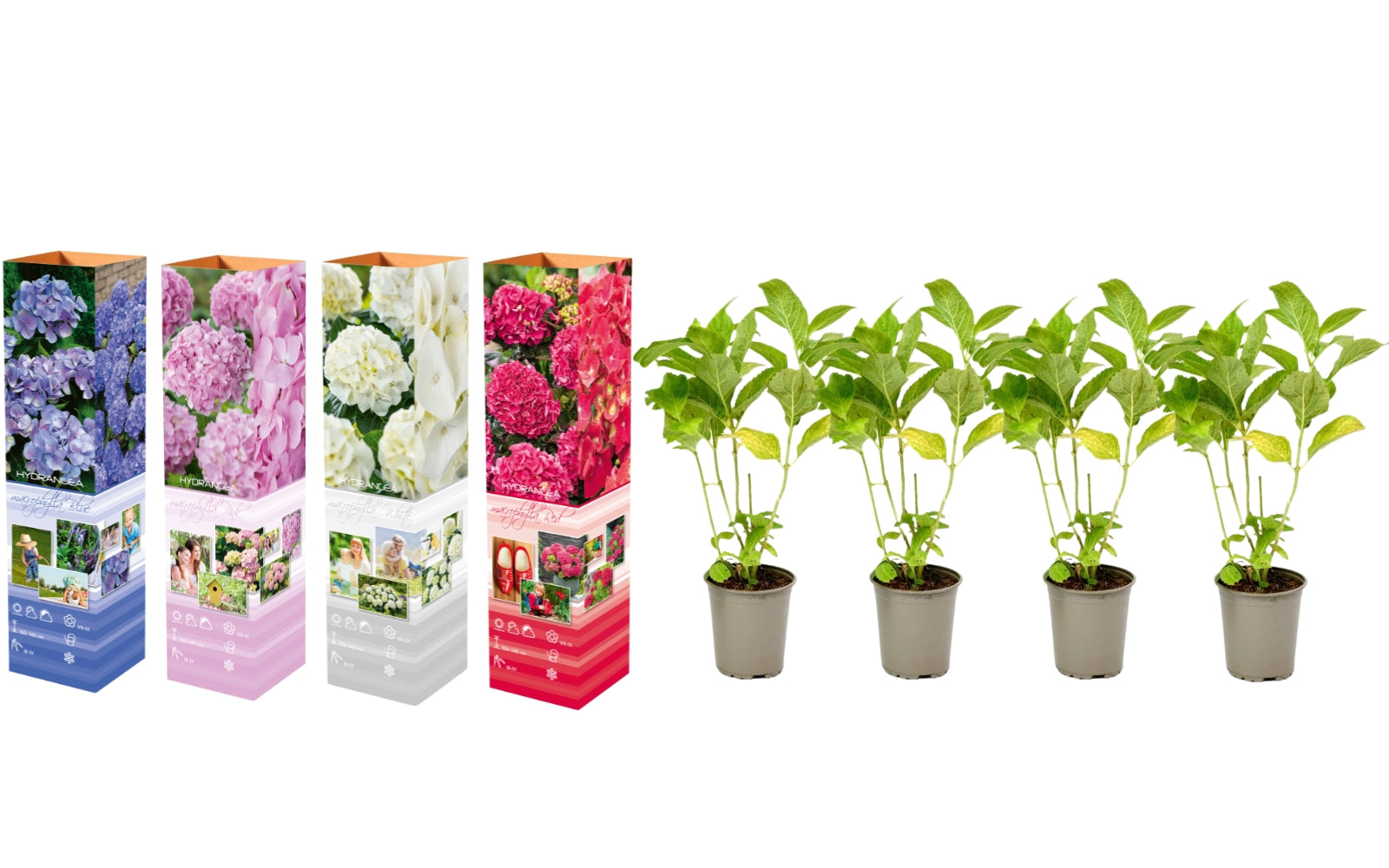 Lot de 4 hortensias de 4 couleurs différentes - Hydrangea macrophylla