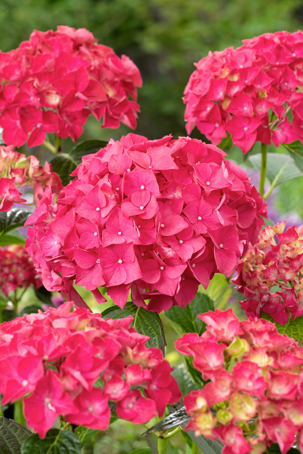 Lot de 4 hortensias de 4 couleurs différentes - Hydrangea macrophylla