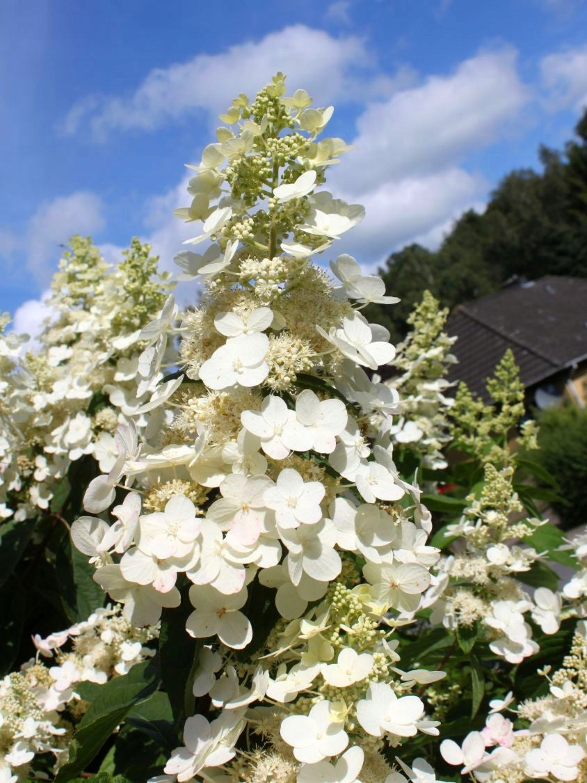 Lot de 4 hortensias : 1 rose blanc, 1 rose, 1 bleu, 1 blanc - 30-38 cm