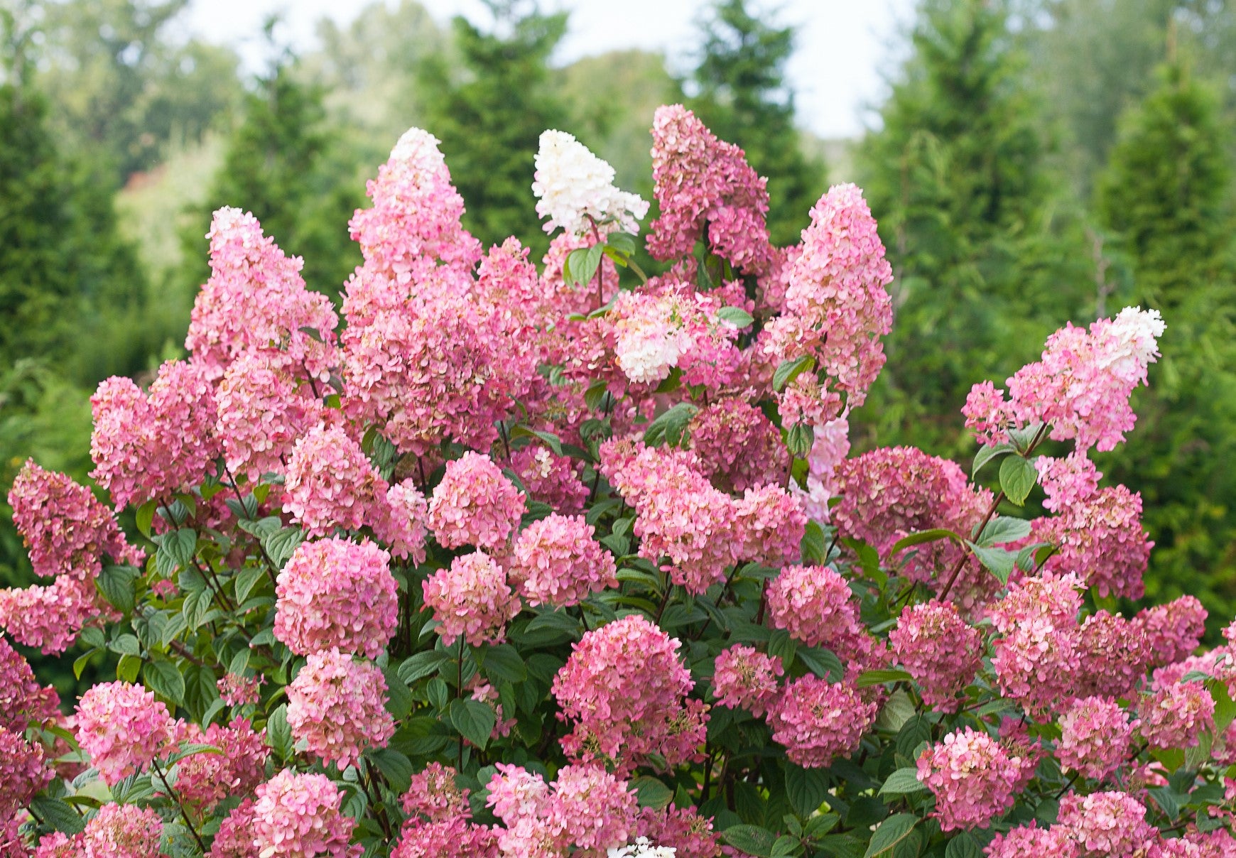 Lot de 8 hortensias : 2 roses blancs, 2 roses, 2 bleus, 2 blancs - 30-38 cm
