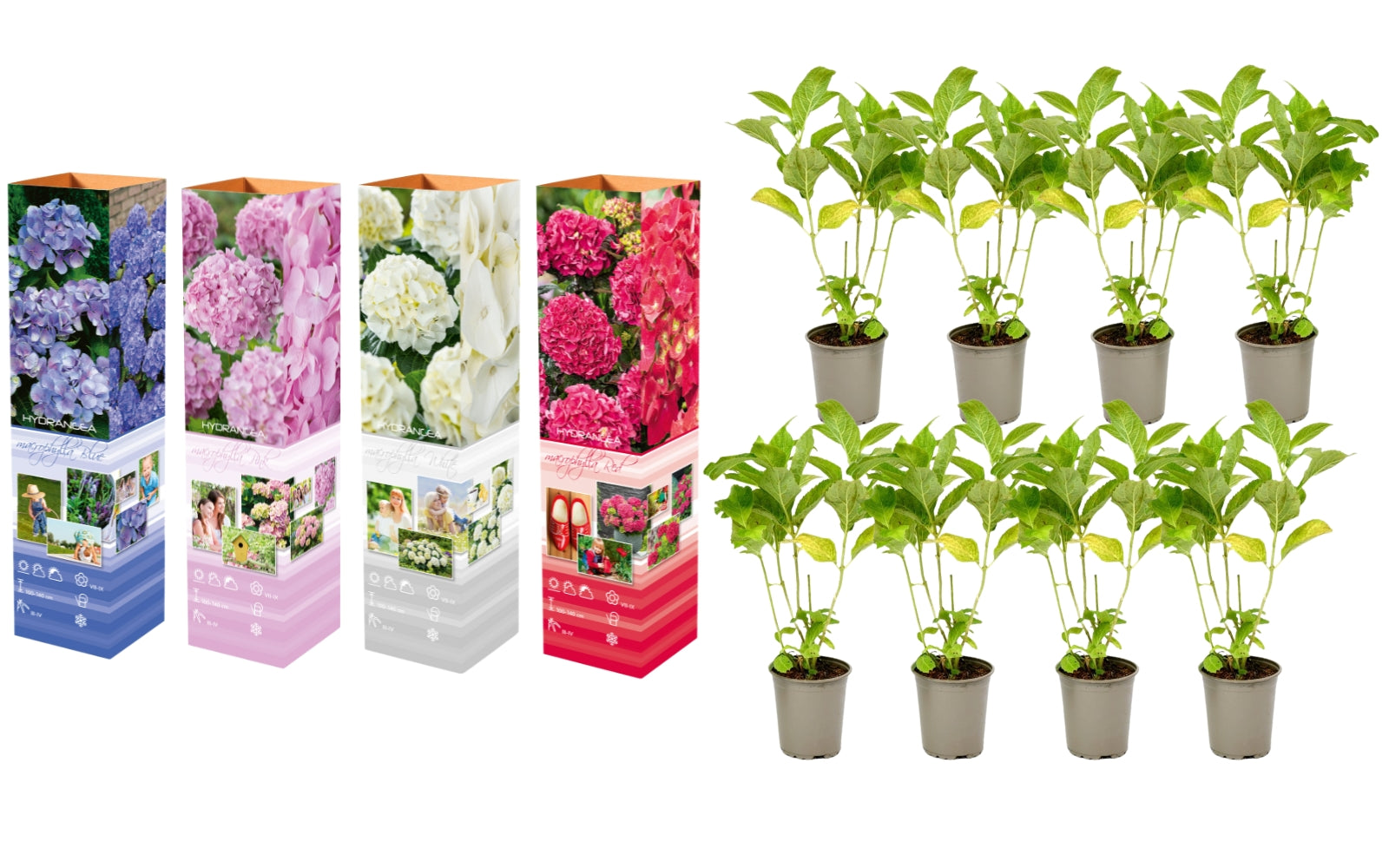 Lot de 8 hortensias de 4 couleurs différentes - Hydrangea macrophylla