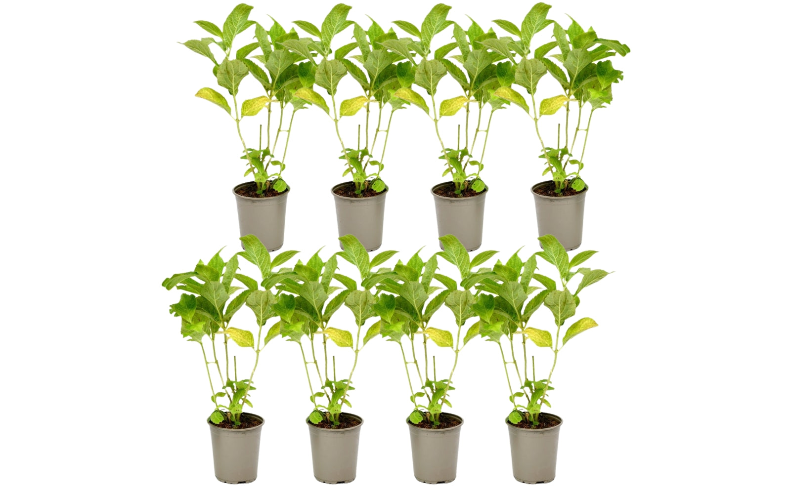 Lot de 8 hortensias de 4 couleurs différentes - Hydrangea macrophylla