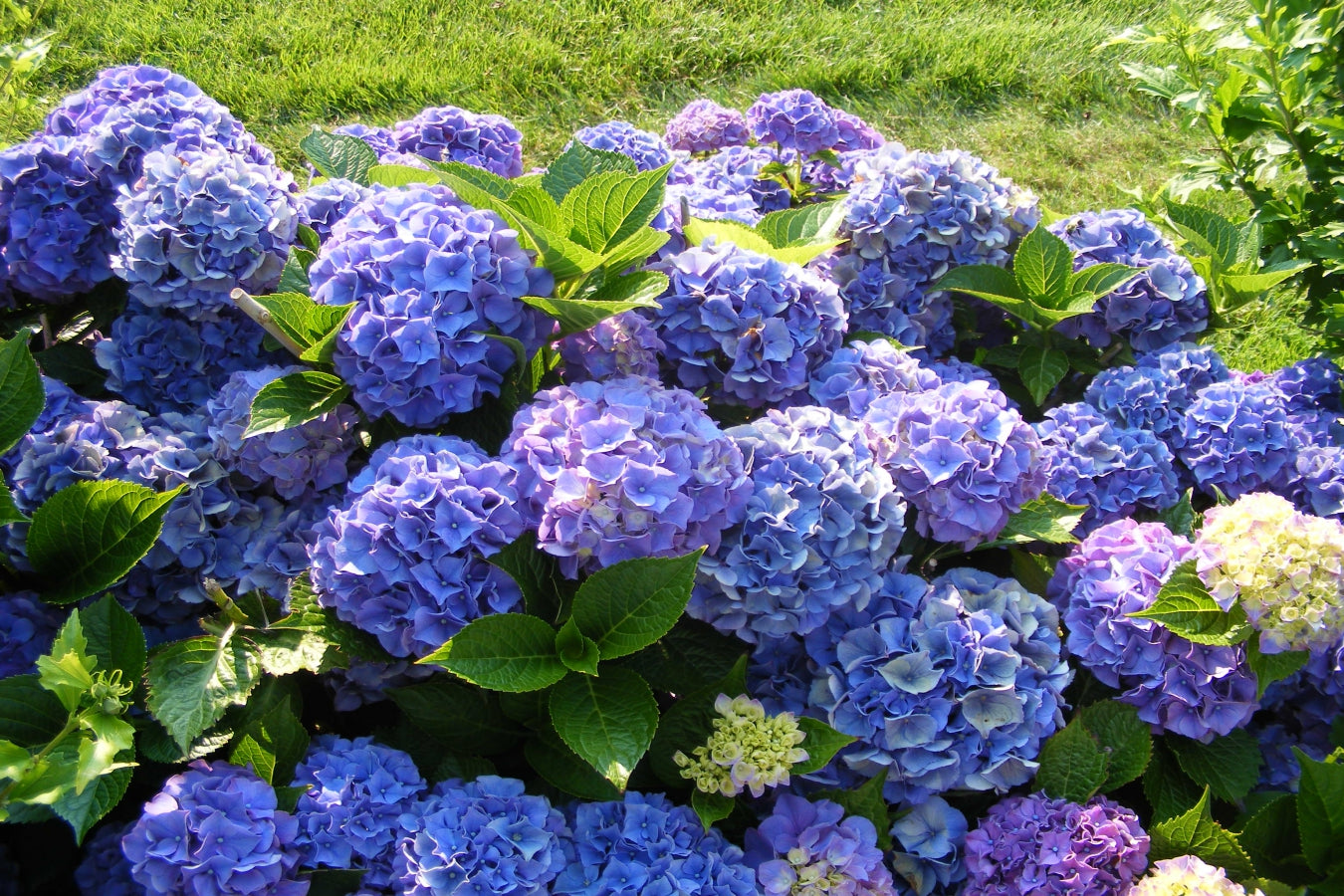 Lot de 3 hortensias bleus - Hydrangea macrophylla