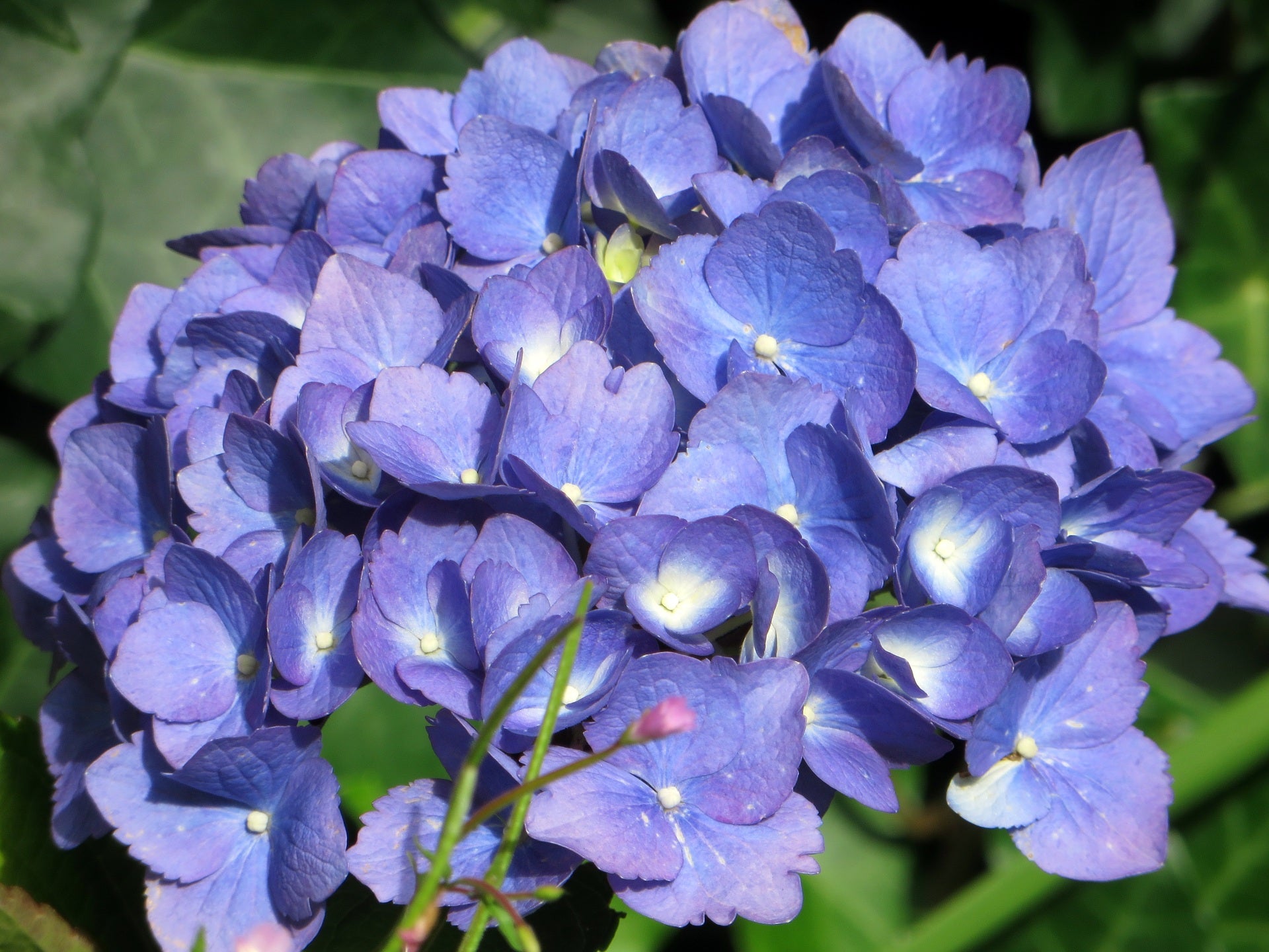 Lot de 6 hortensias bleus - Hydrangea macrophylla