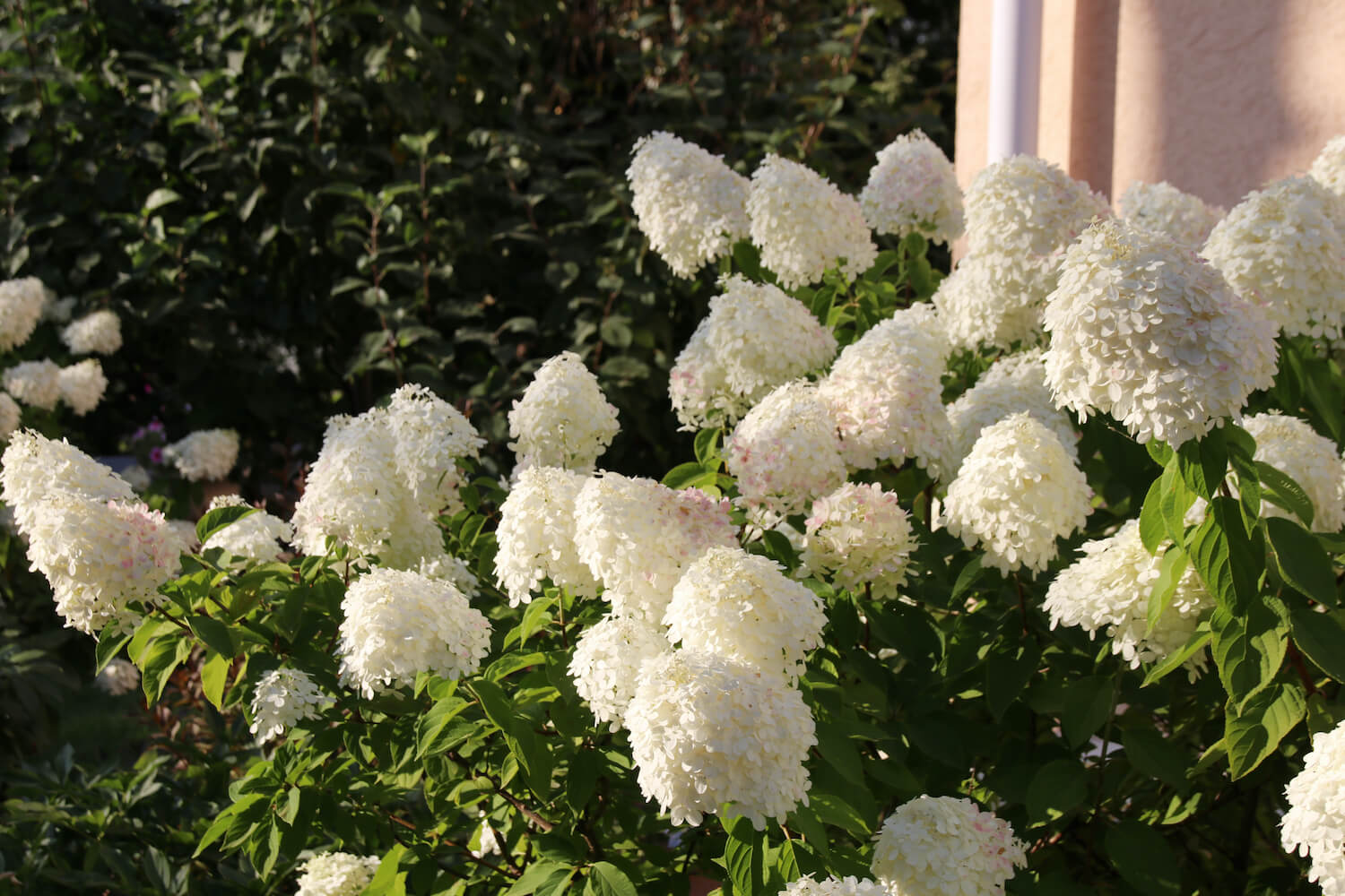 Lot de 3 hortensias blancs - Hydrangea pan. 'Phantom'