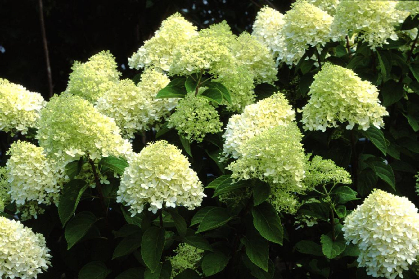 Lot de 3 hortensias blancs - Hydrangea pan. 'Phantom'