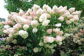 Lot de 3 hortensias blancs - Hydrangea pan. 'Phantom'