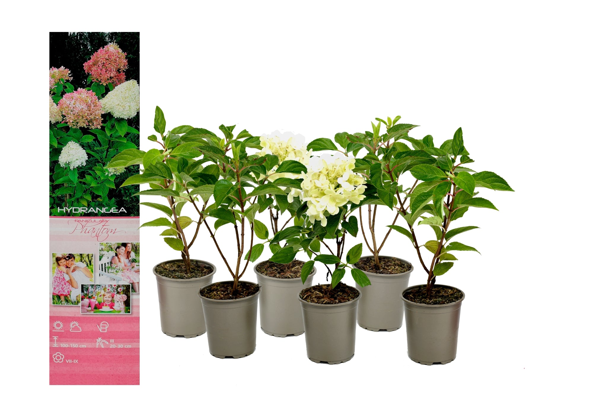 Lot de 6 hortensias blancs - Hydrangea pan. 'Phantom'