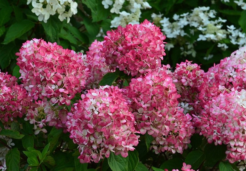 Lot de 6 hortensias roses - Hydrangea pan. 'Diamond'