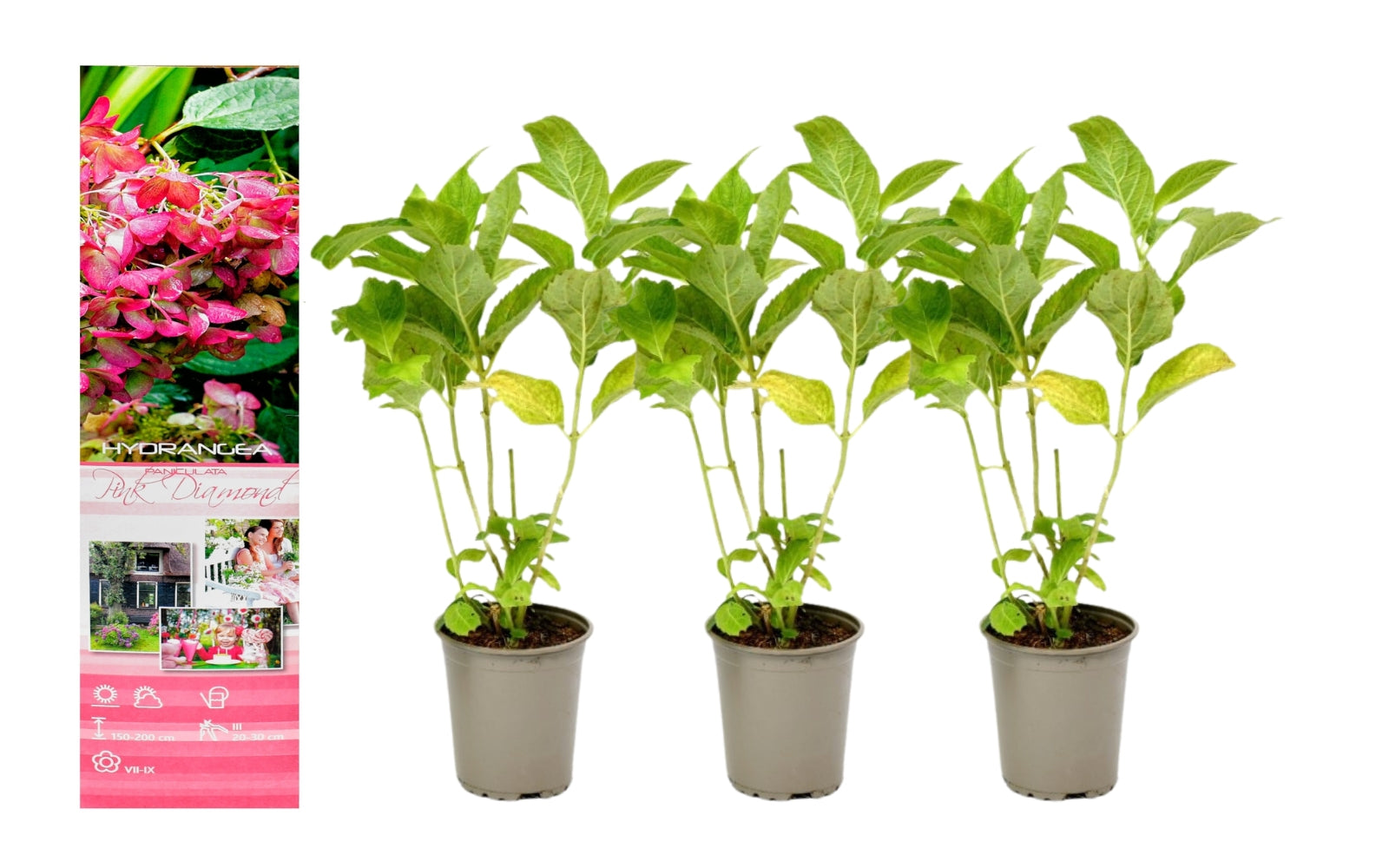 Lot de 3 hortensias roses - Hydrangea pan. 'Diamond'