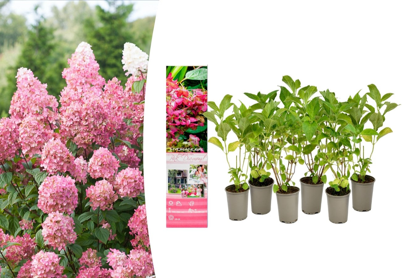 Lot de 6 hortensias roses - Hydrangea pan. 'Diamond'