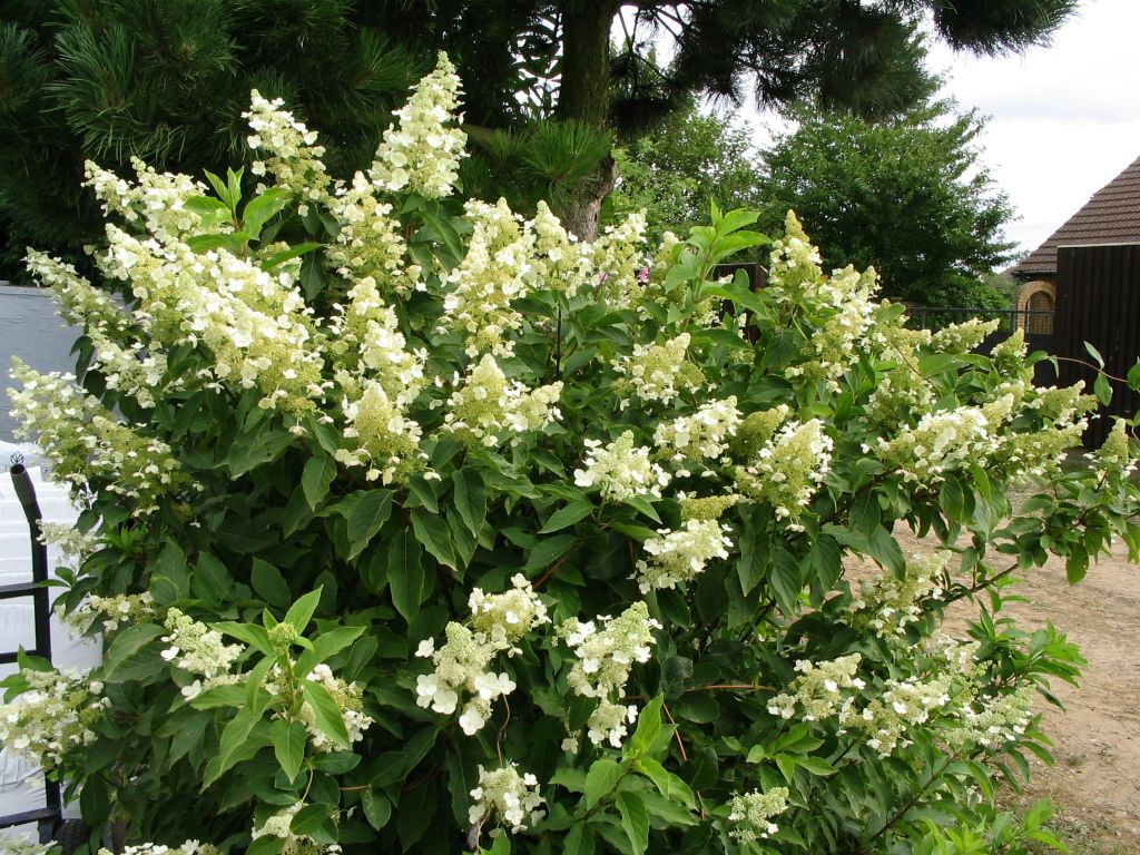 Lot de 3 hortensias paniculés blancs - Hydrangea pan. 'Kyushu'