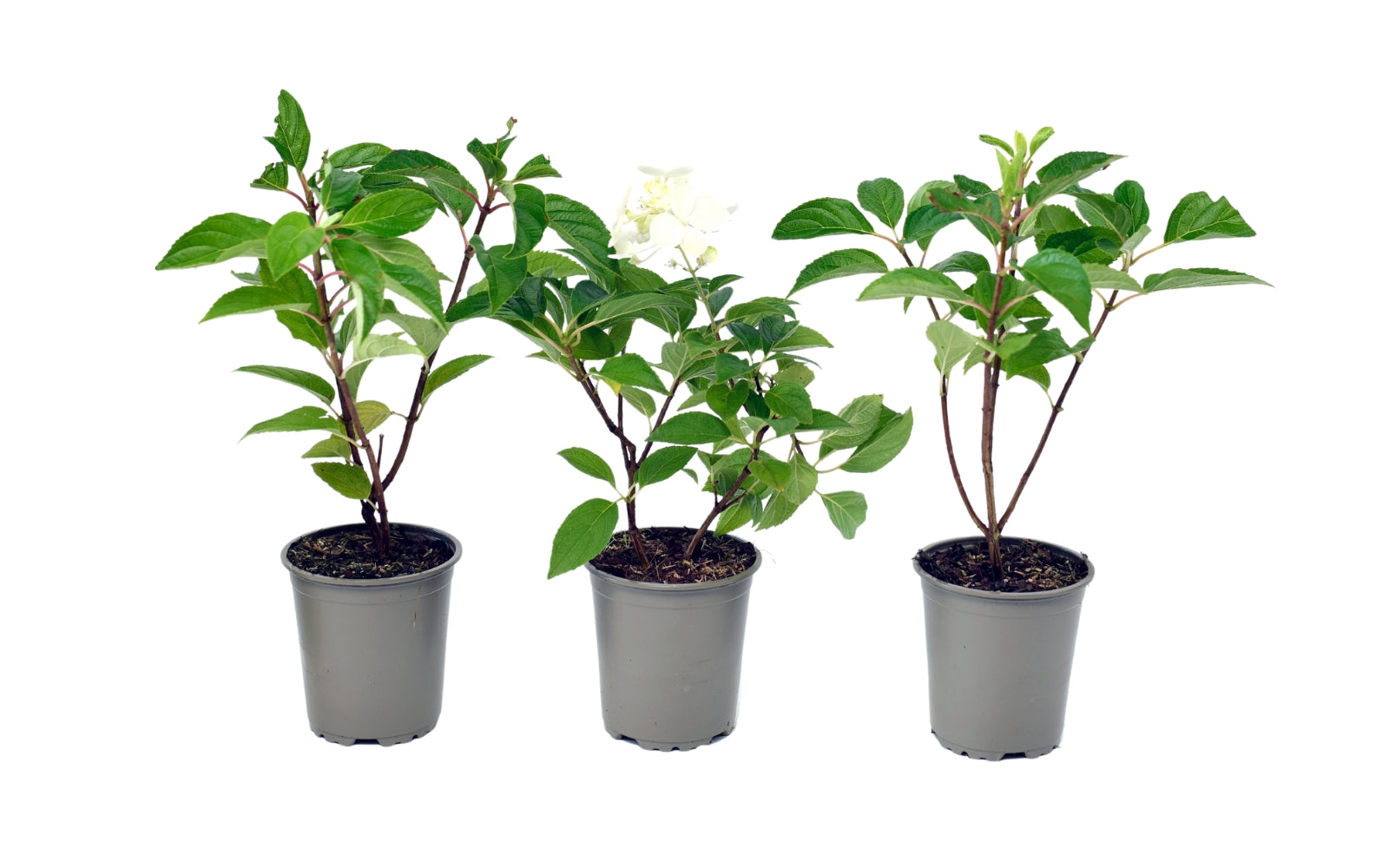 Lot de 3 hortensias paniculés blancs - Hydrangea pan. 'Kyushu'