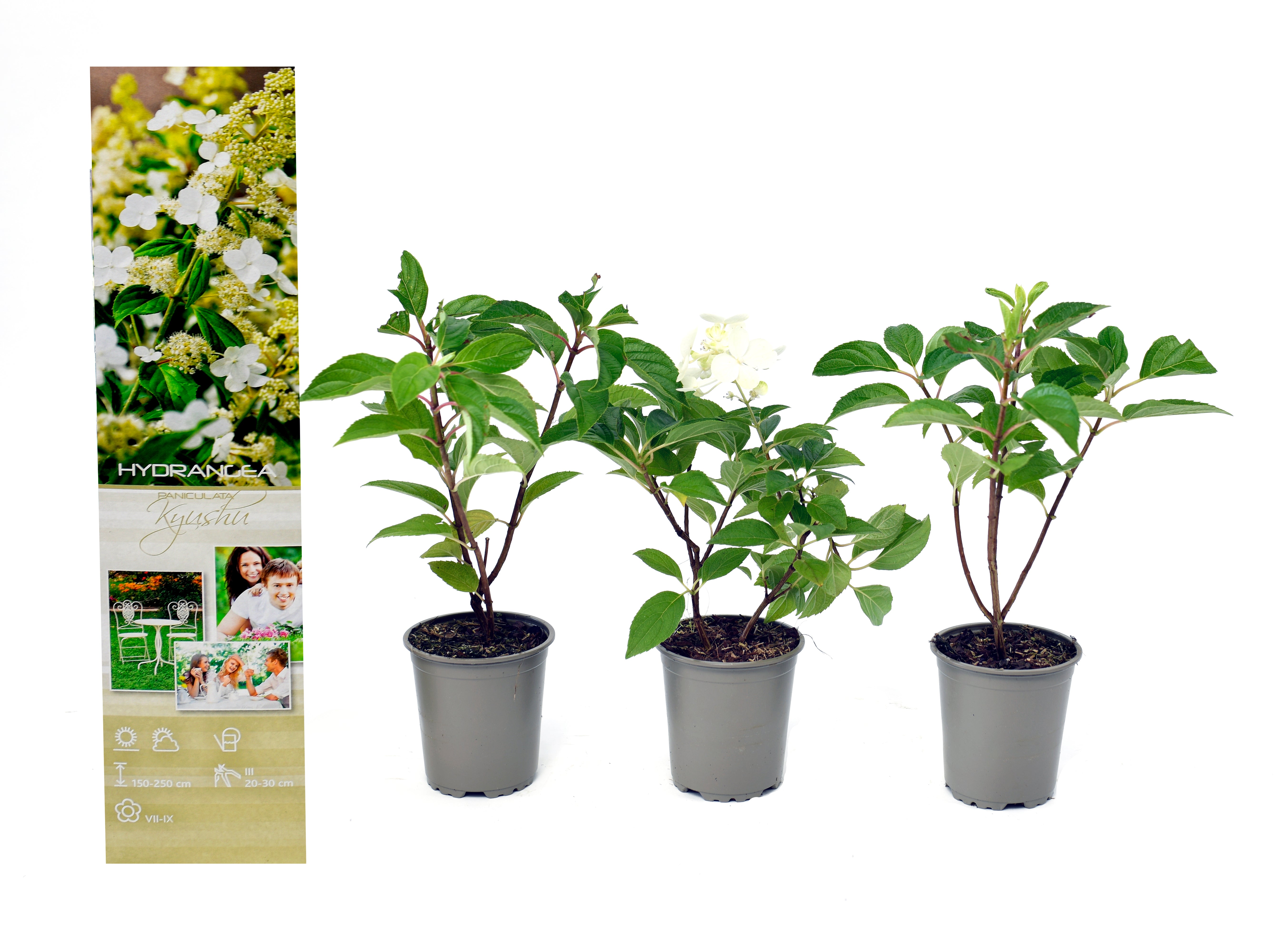Lot de 3 hortensias paniculés blancs - Hydrangea pan. 'Kyushu'
